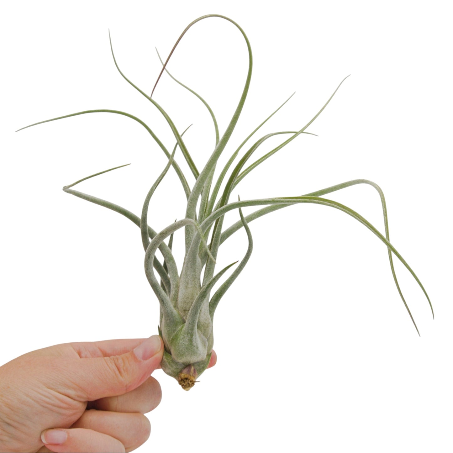 Tillandsia Seleriana x Baileyi