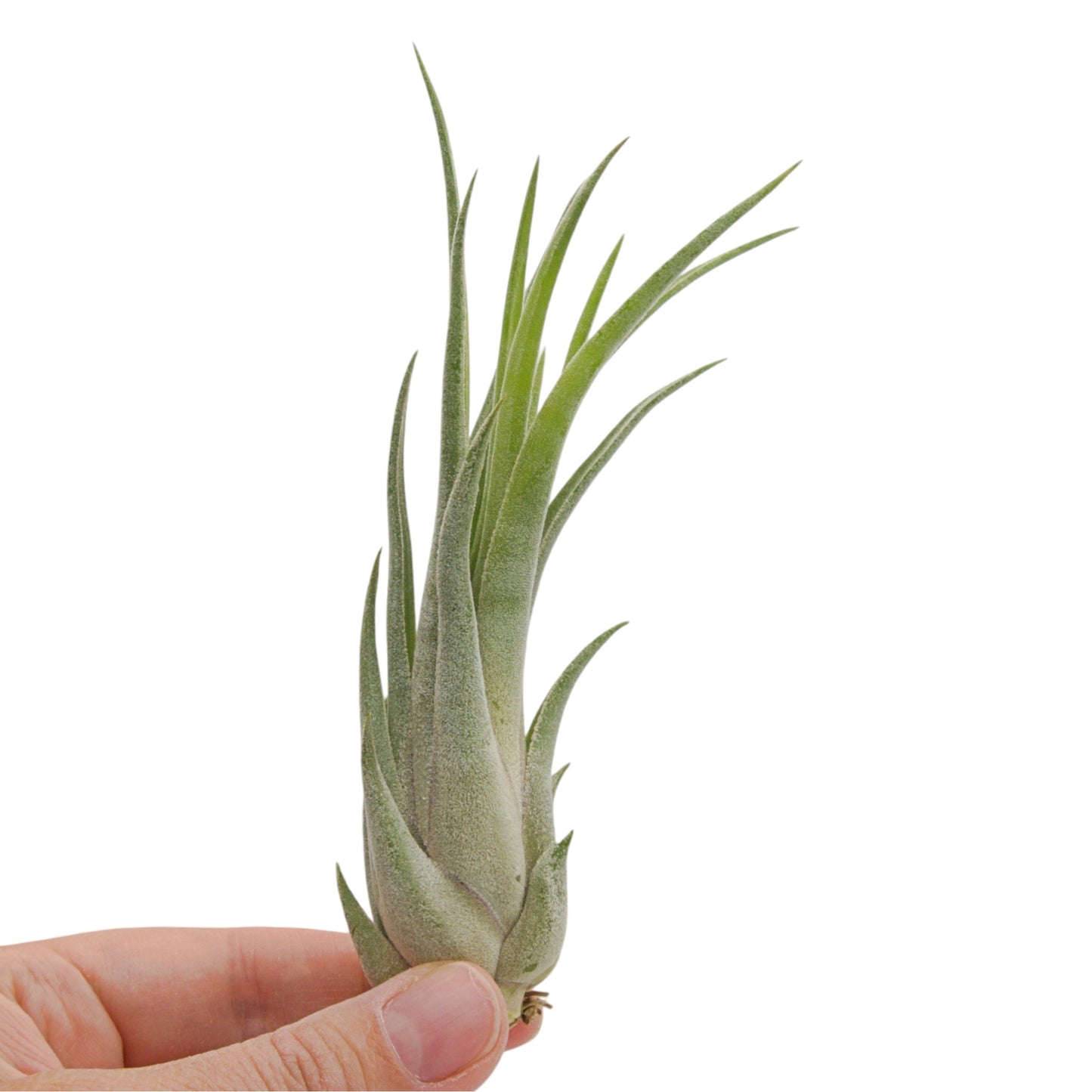 A small air plant with slender green leaves held in a person's hand against a plain white background.