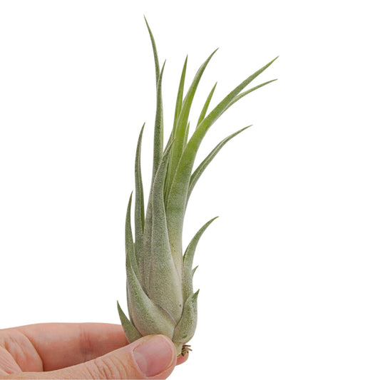 A small air plant with slender green leaves held in a person's hand against a plain white background.