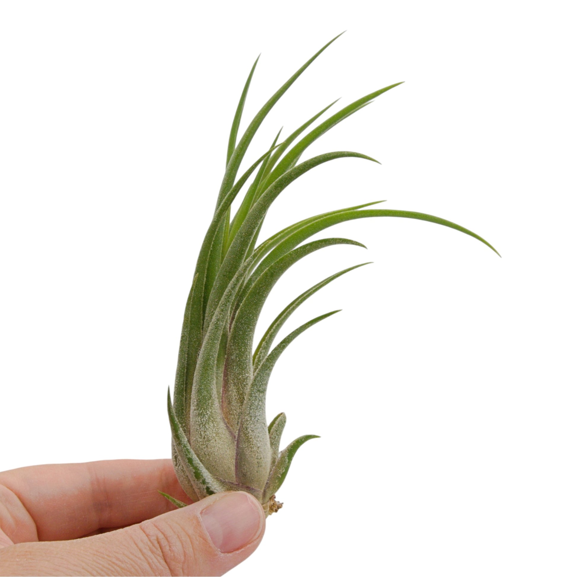 Air plant hybrid seleriana x velutina. Slim, curving air plant packed with fuzzy trichomes
