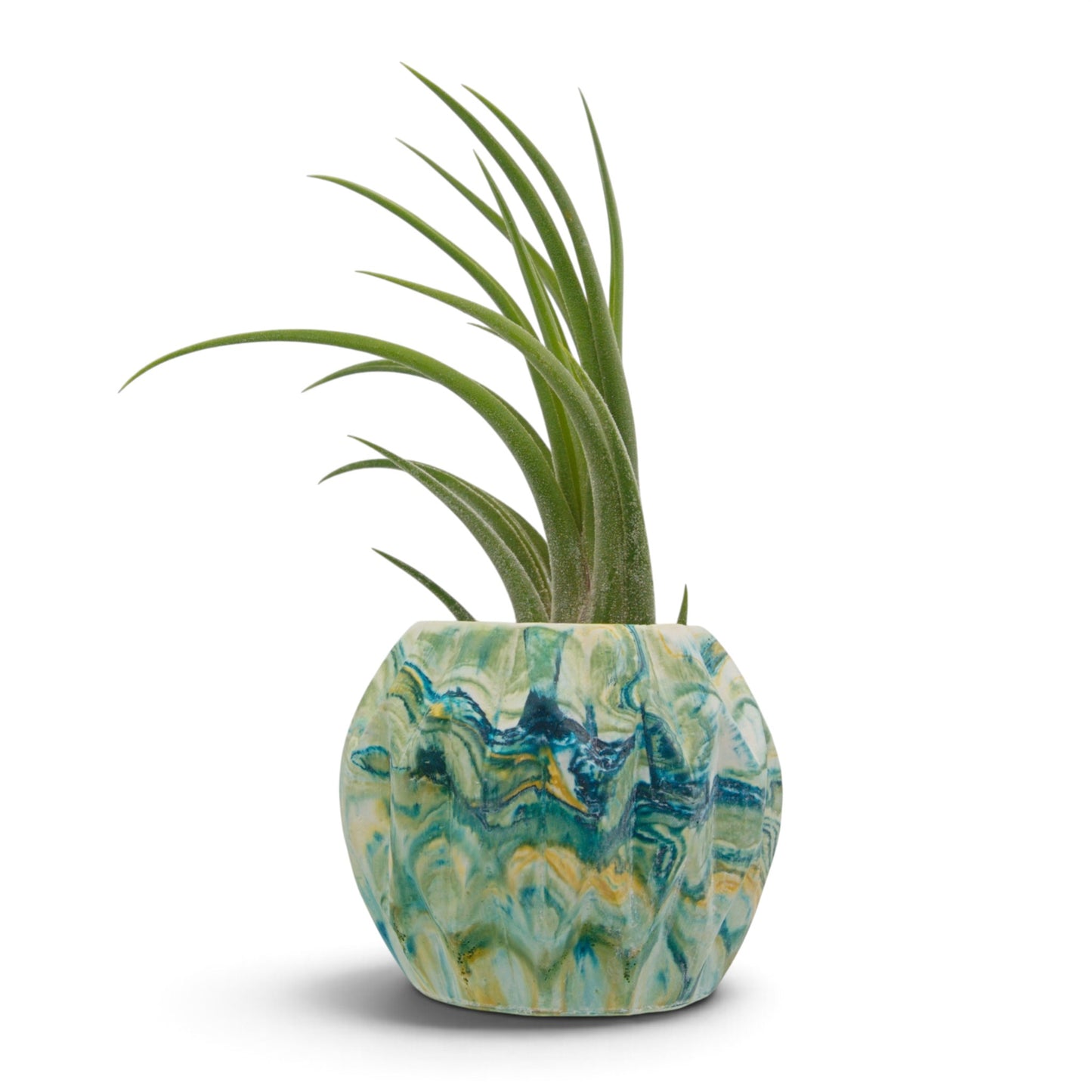 Air plant hybrid seleriana x velutina. Slim, curving air plant packed with fuzzy trichomes