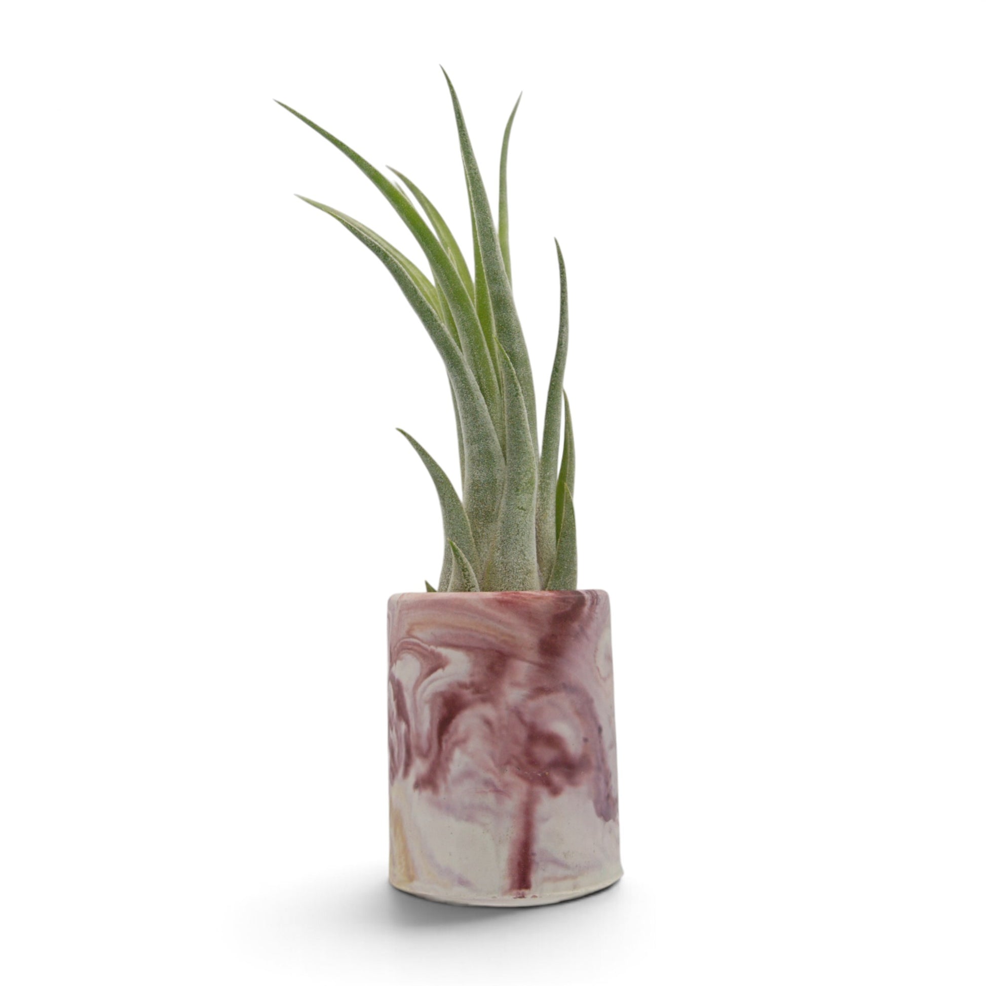 Air plant hybrid seleriana x velutina. Slim, curving air plant packed with fuzzy trichomes