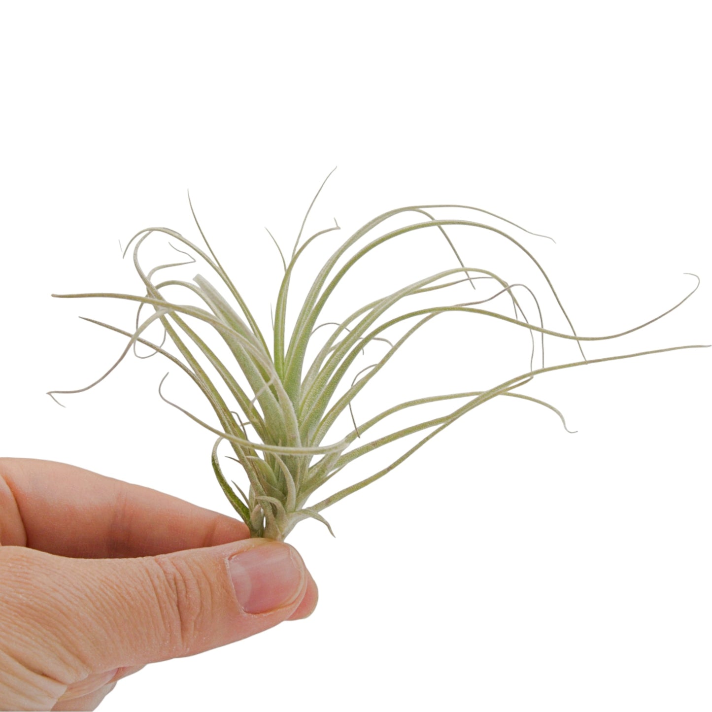 Air plant straminea