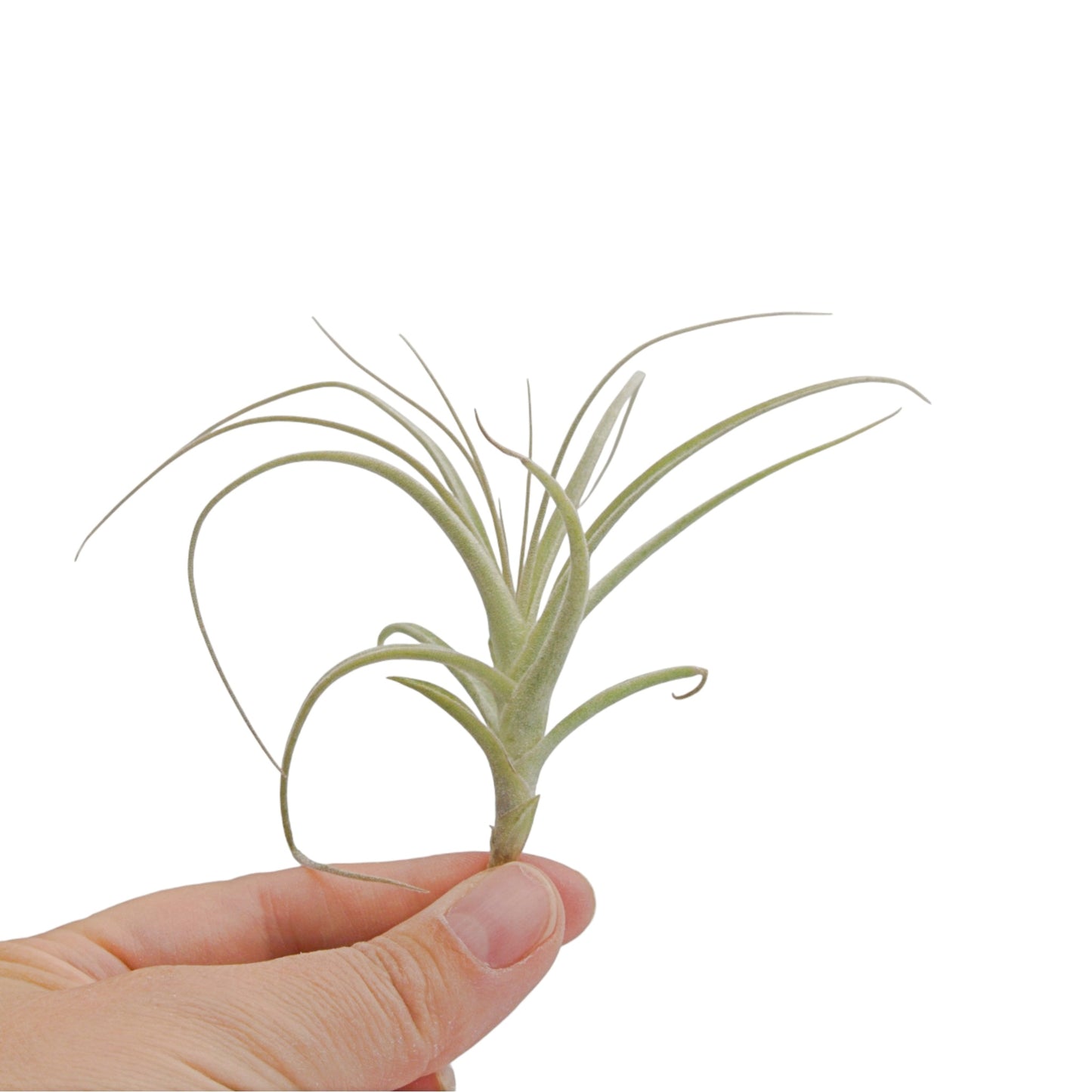 Air plant straminea