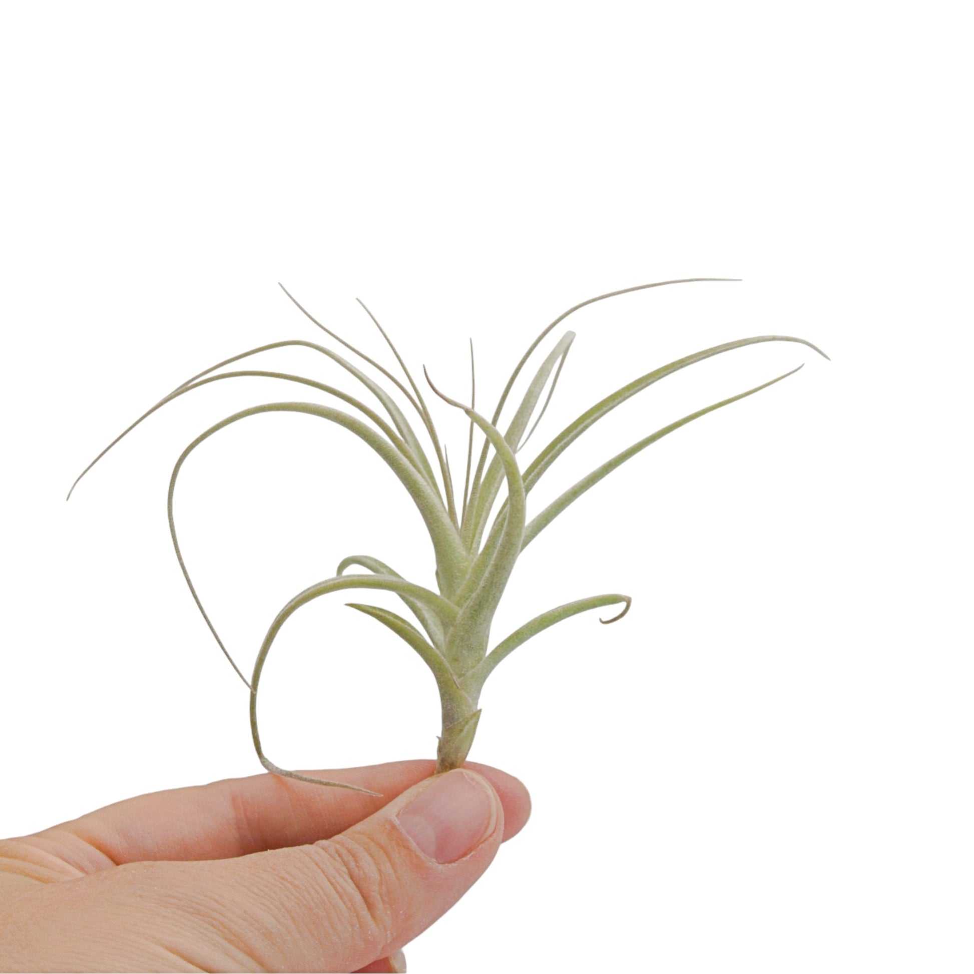 Air plant straminea