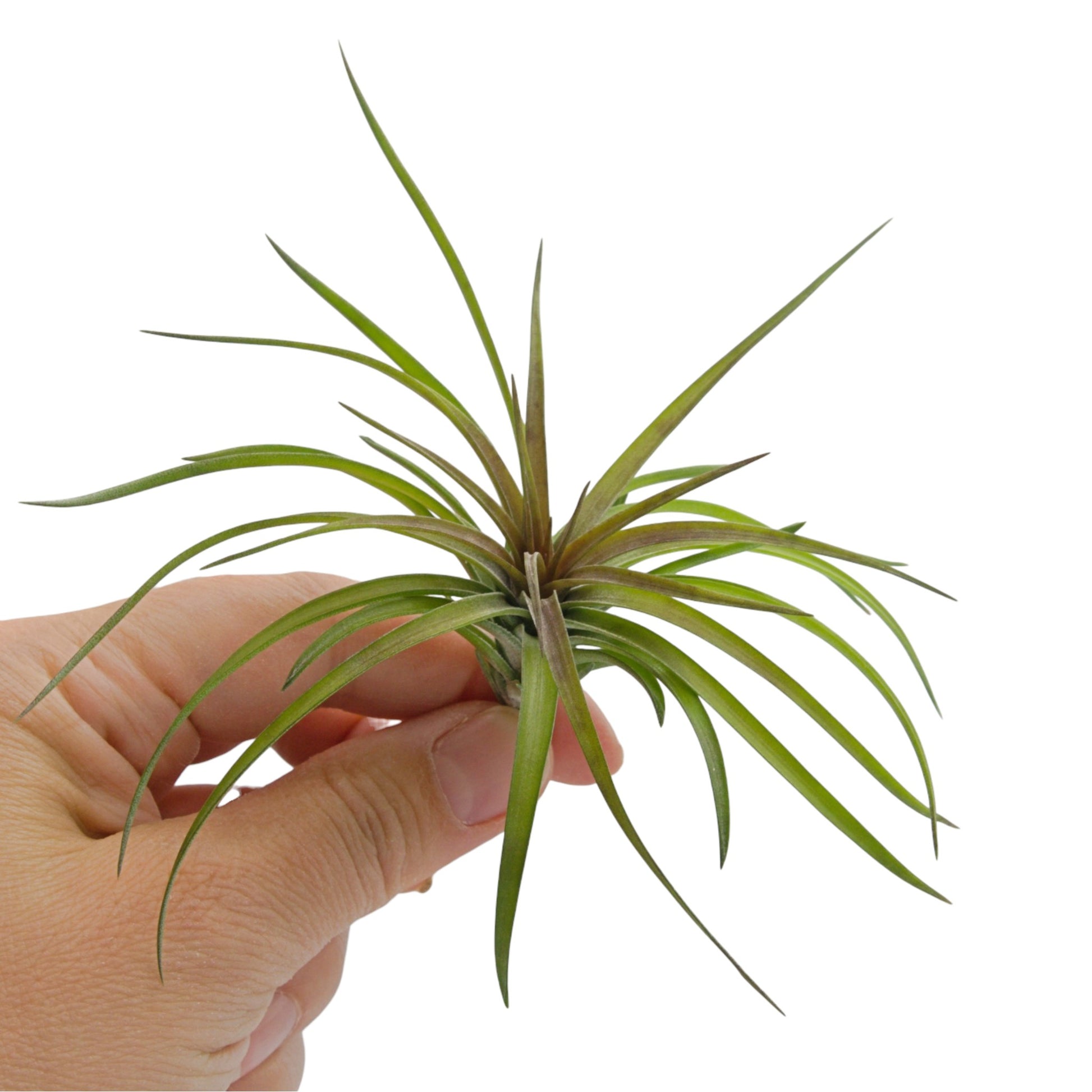 Air plant tenuifolia compact - chunky green air plant with red centre