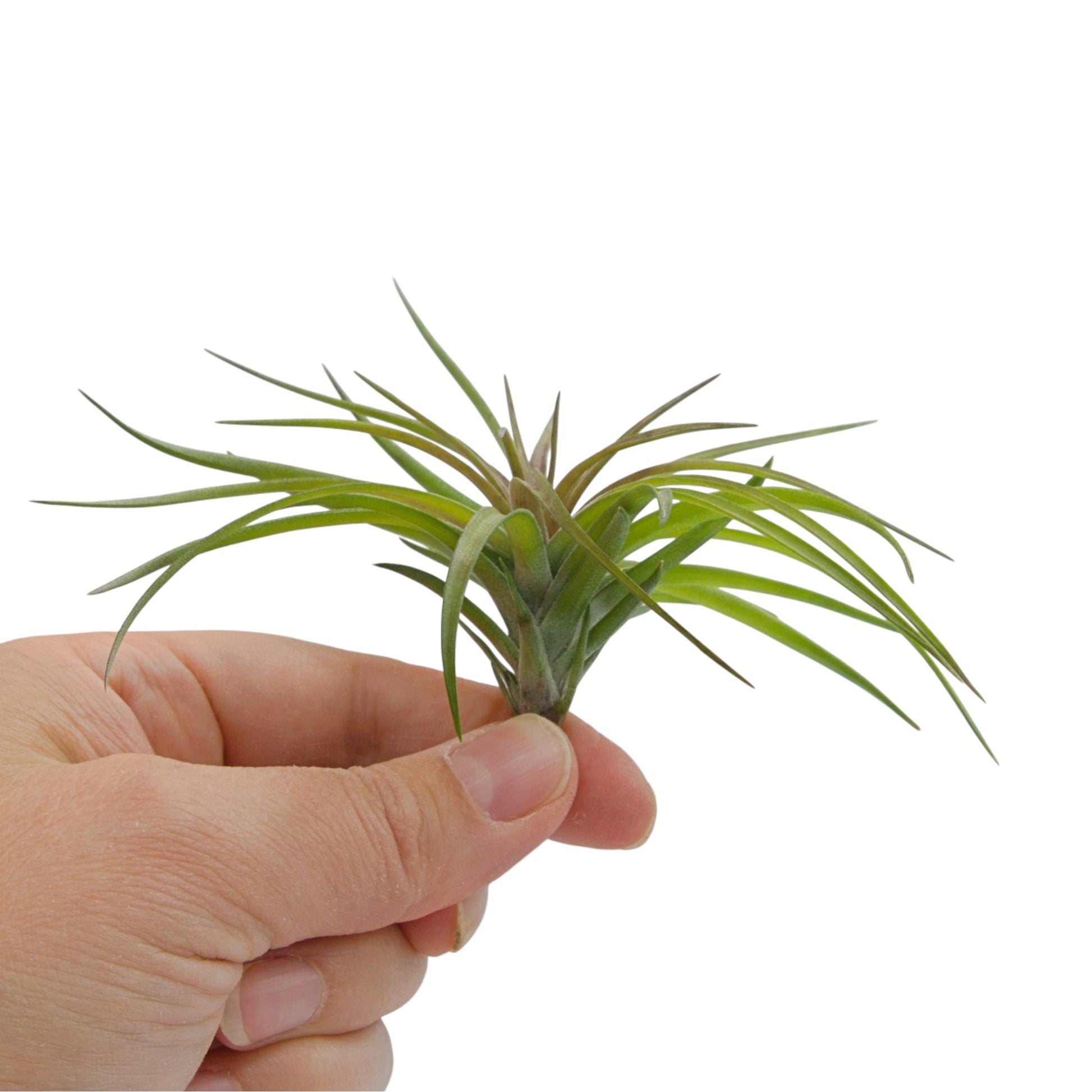 Air plant tenuifolia compact - chunky green air plant with red centre