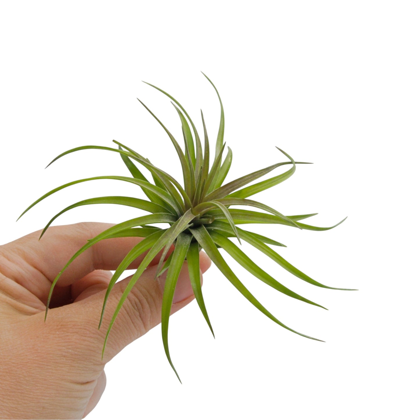 Air plant tenuifolia compact - chunky green air plant with red centre