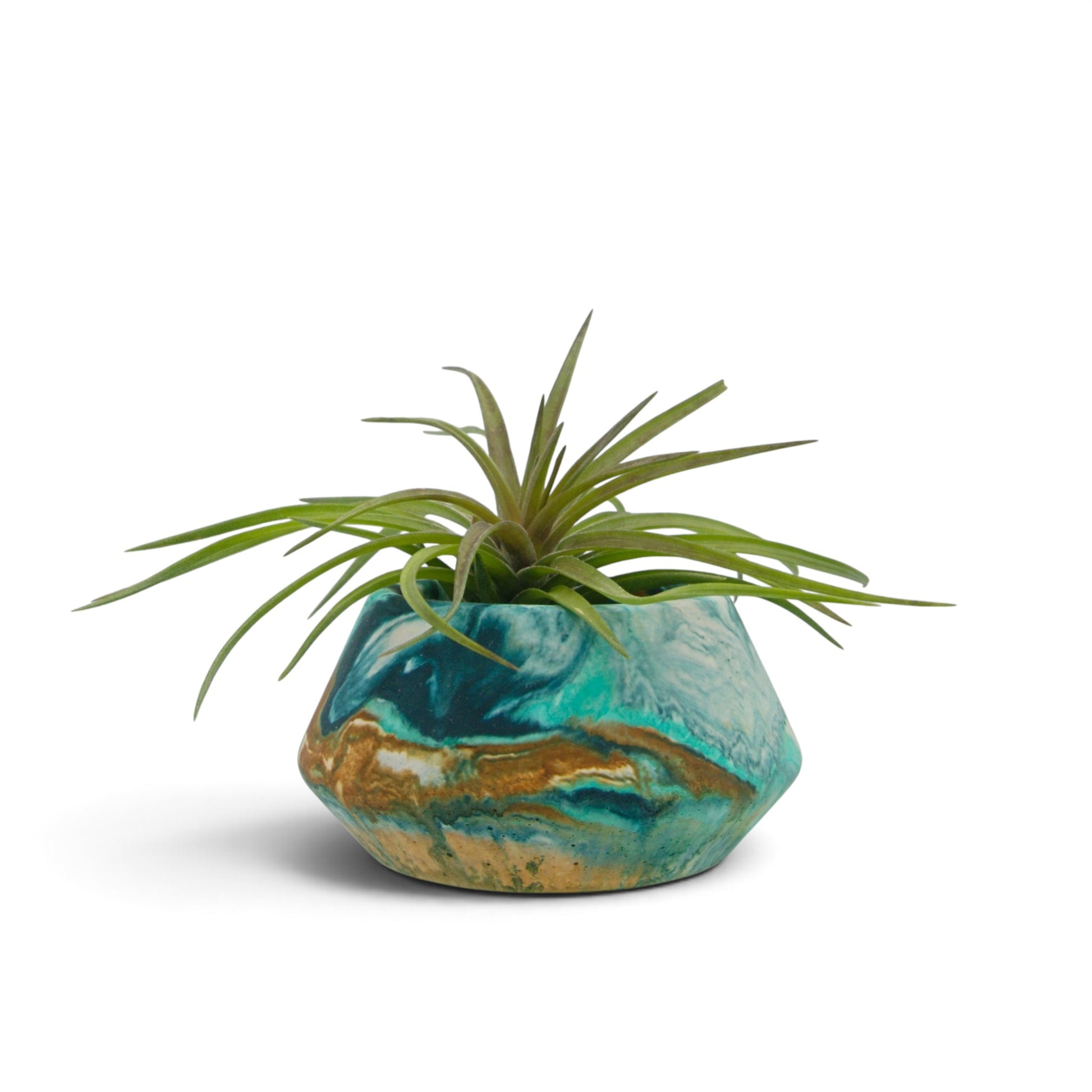 Air plant tenuifolia compact - chunky green air plant with red centre
