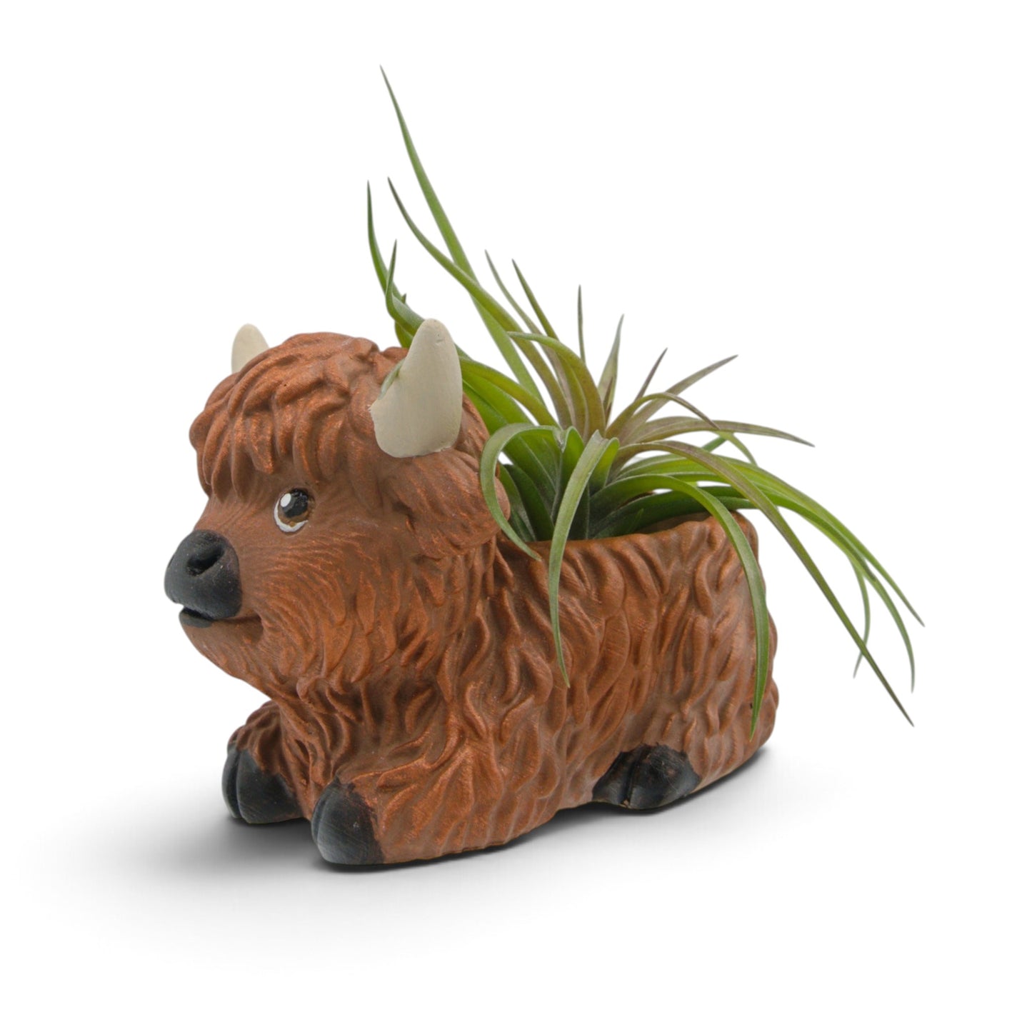 Air plant tenuifolia compact - chunky green air plant with red centre