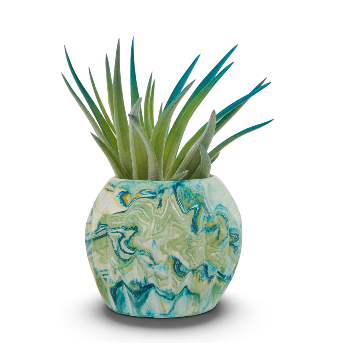 Tillandsia air plant called Velutina with soft green leaves tinted a vibrant blue colour