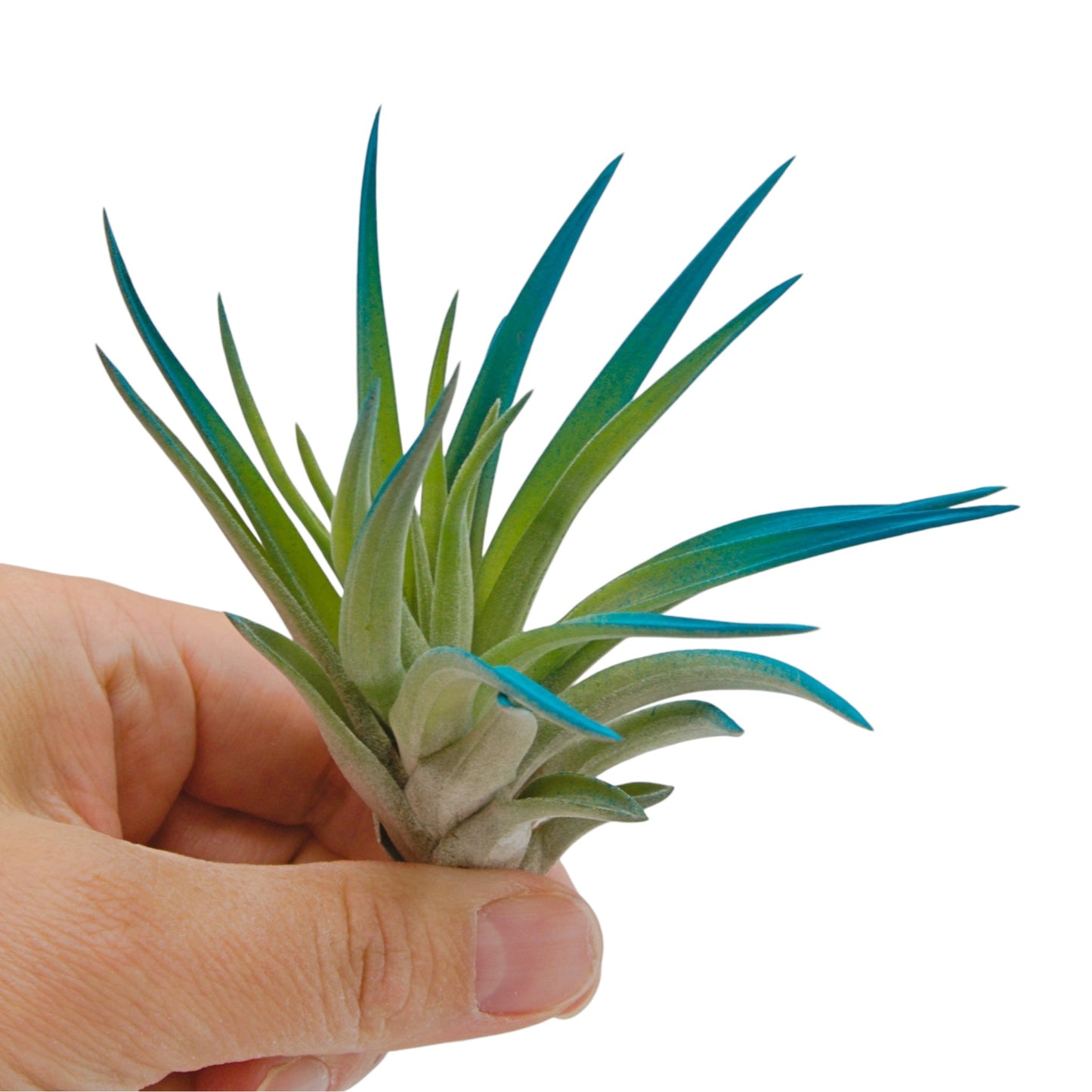 Tillandsia air plant called Velutina with soft green leaves tinted a vibrant blue colour