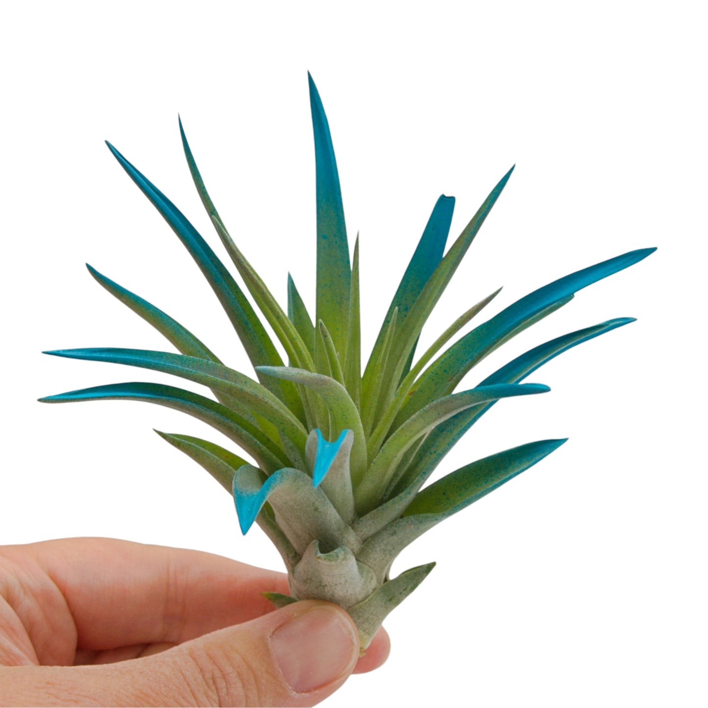 Tillandsia air plant called Velutina with soft green leaves tinted a vibrant blue colour