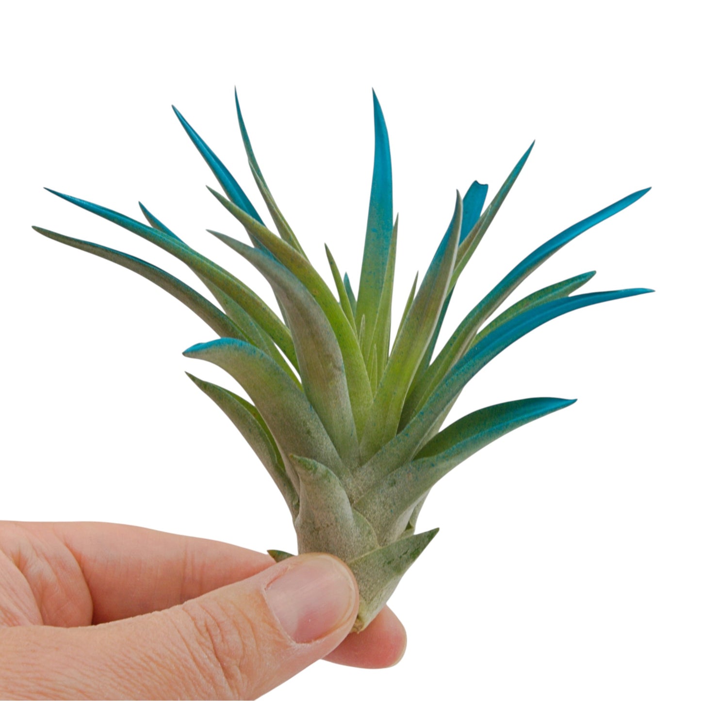 Tillandsia air plant called Velutina with soft green leaves tinted a vibrant blue colour
