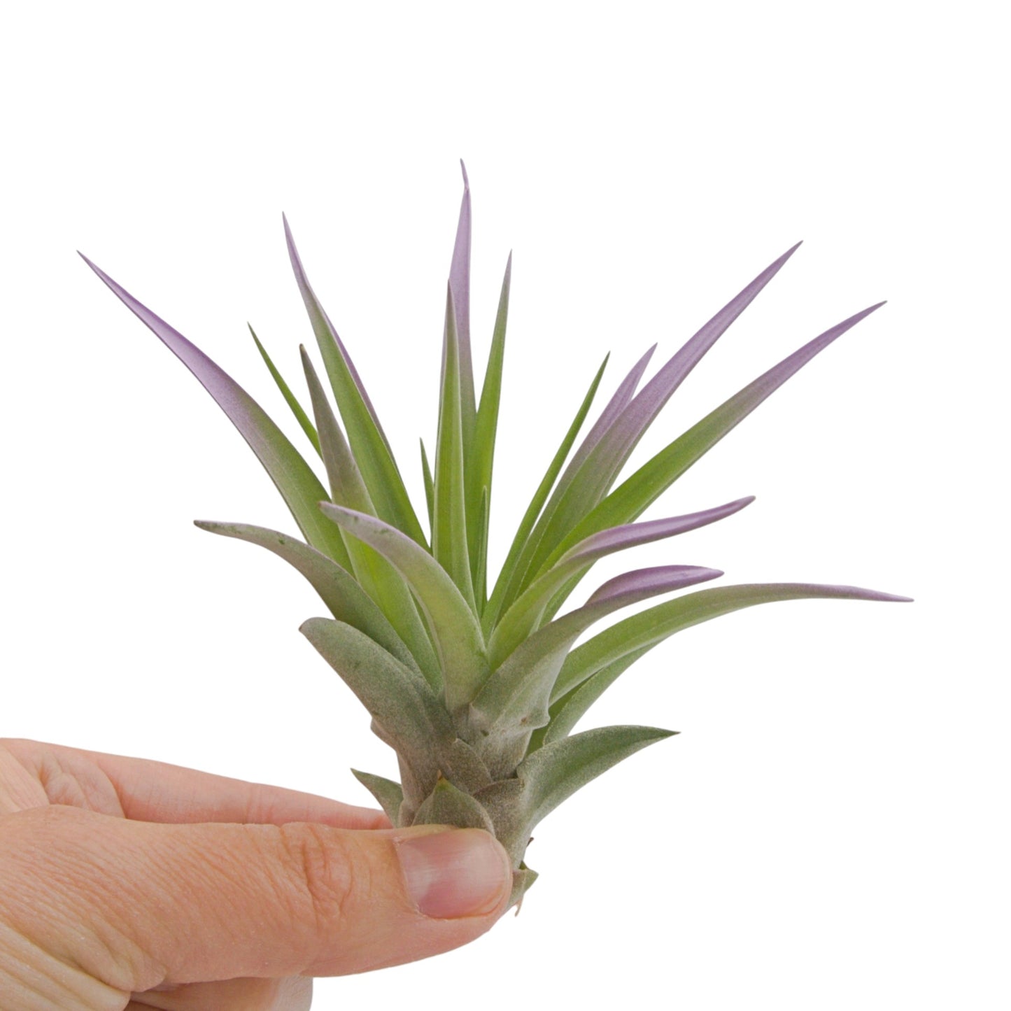 Lilac coloured air plant with velvety green leaves