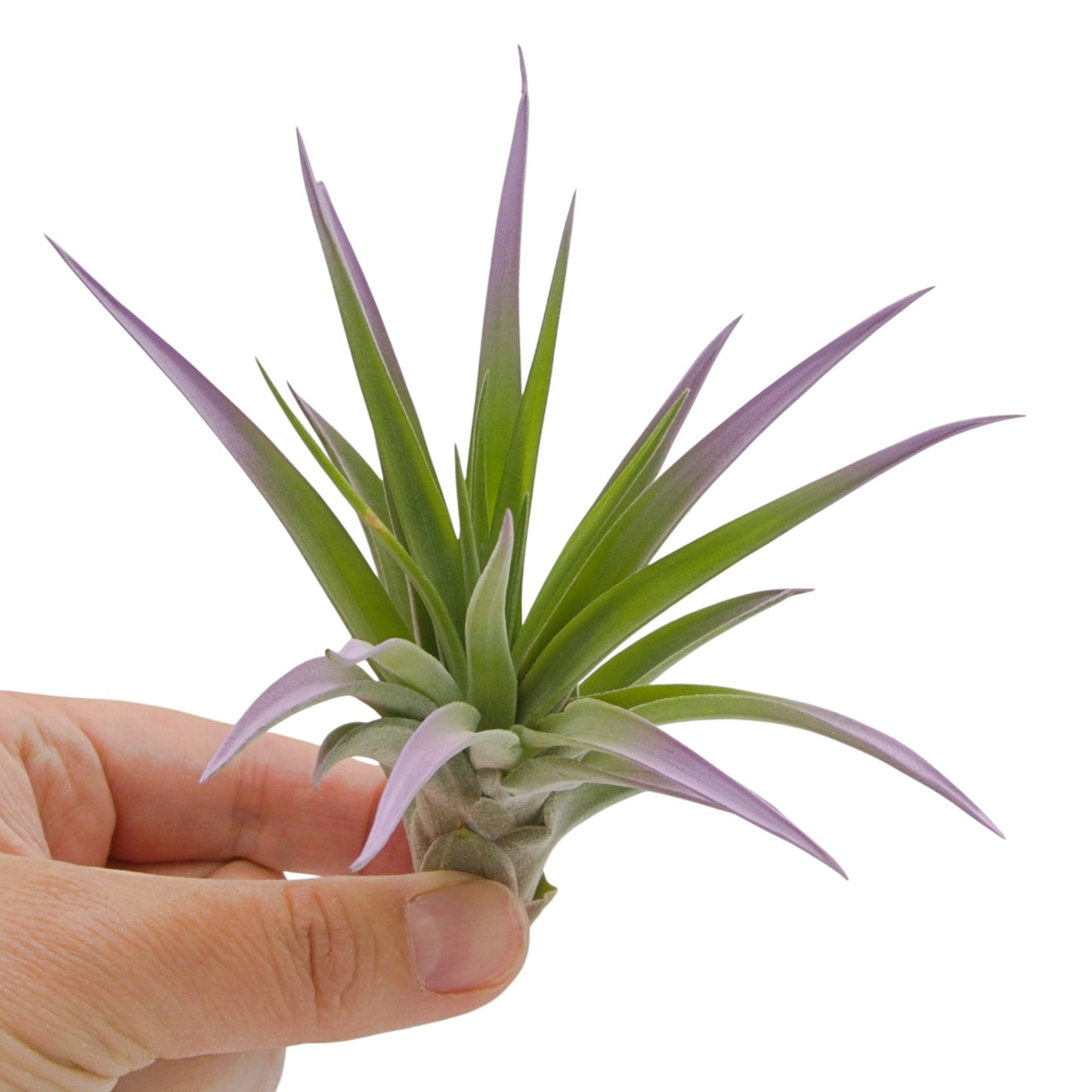 Lilac coloured air plant with velvety green leaves