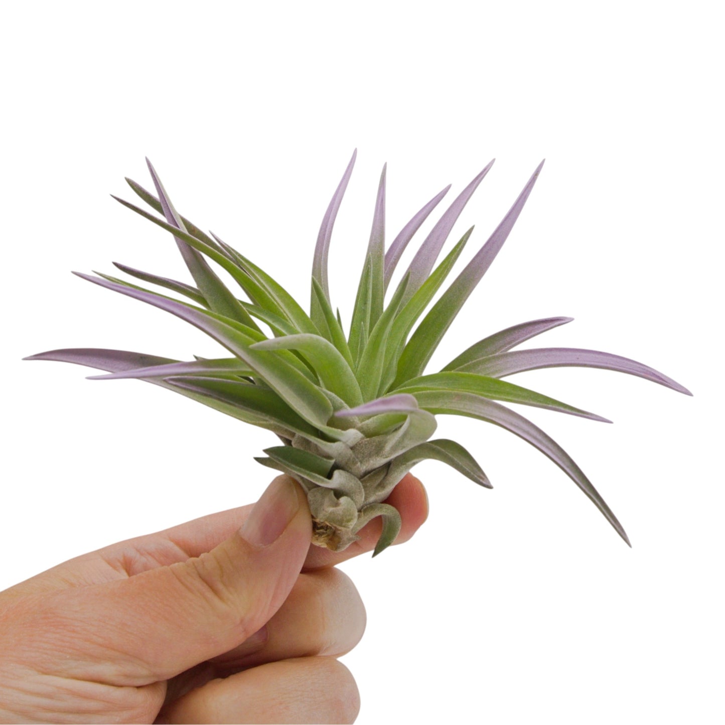 Lilac coloured air plant with velvety green leaves