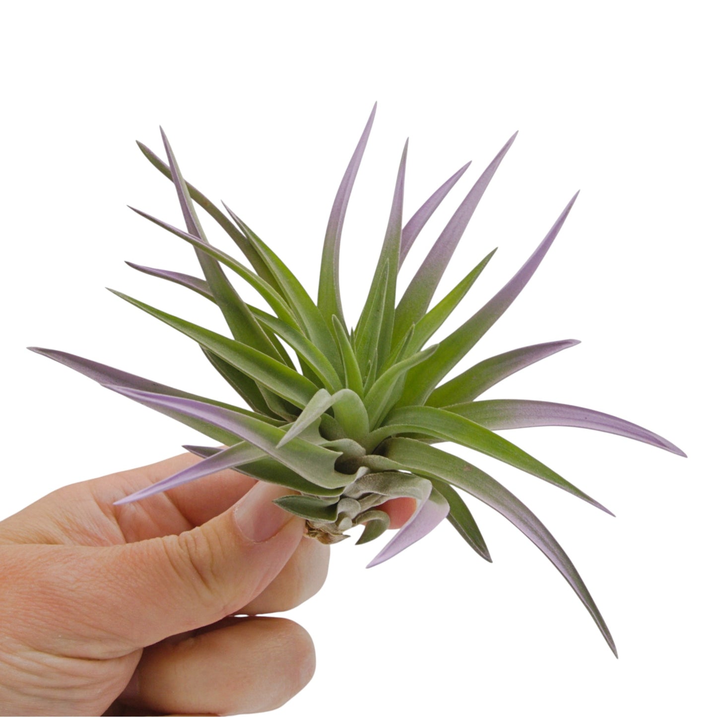 Lilac coloured air plant with velvety green leaves
