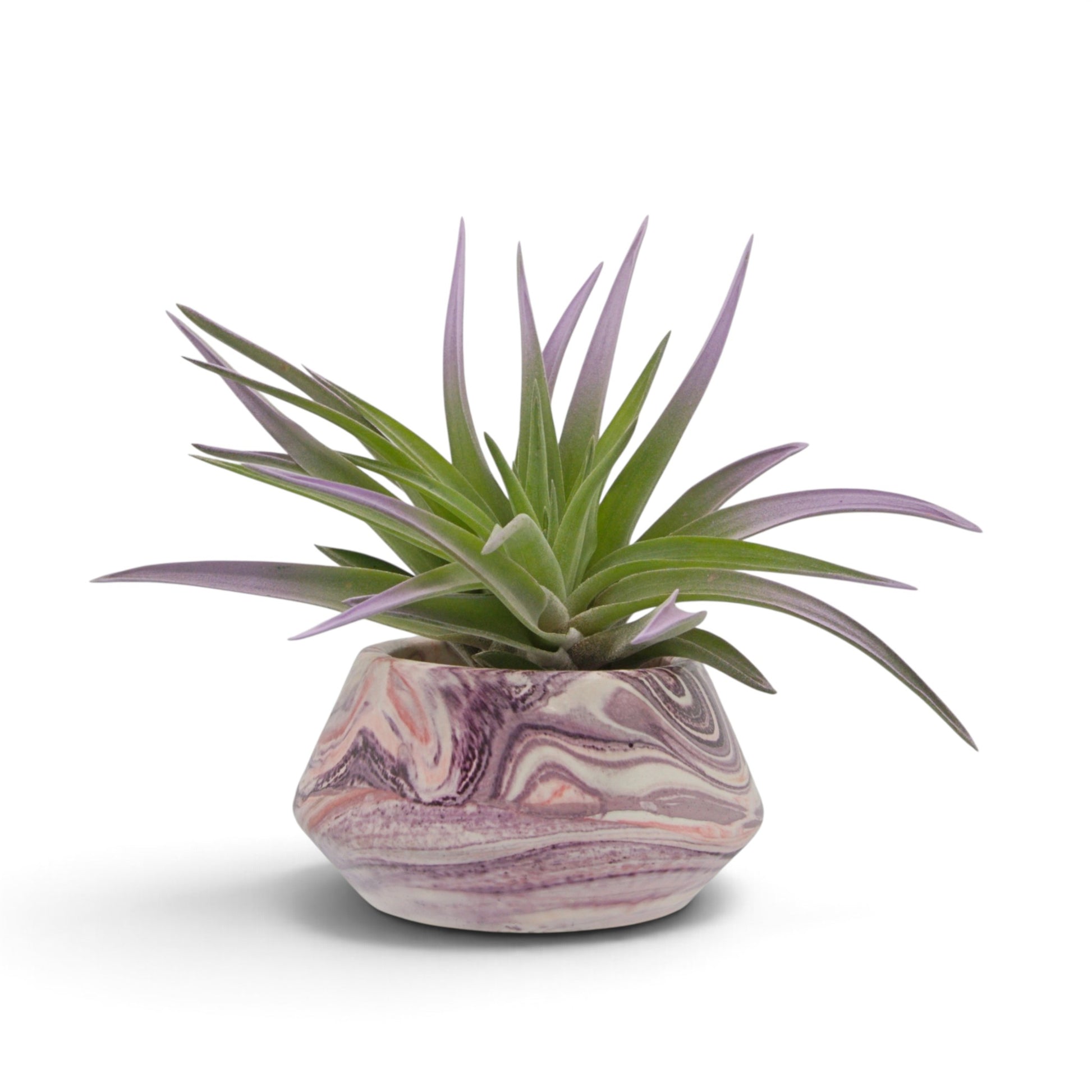 Lilac coloured air plant with velvety green leaves sitting in a hand made hydrostone pot with purple and pink marbled swirls