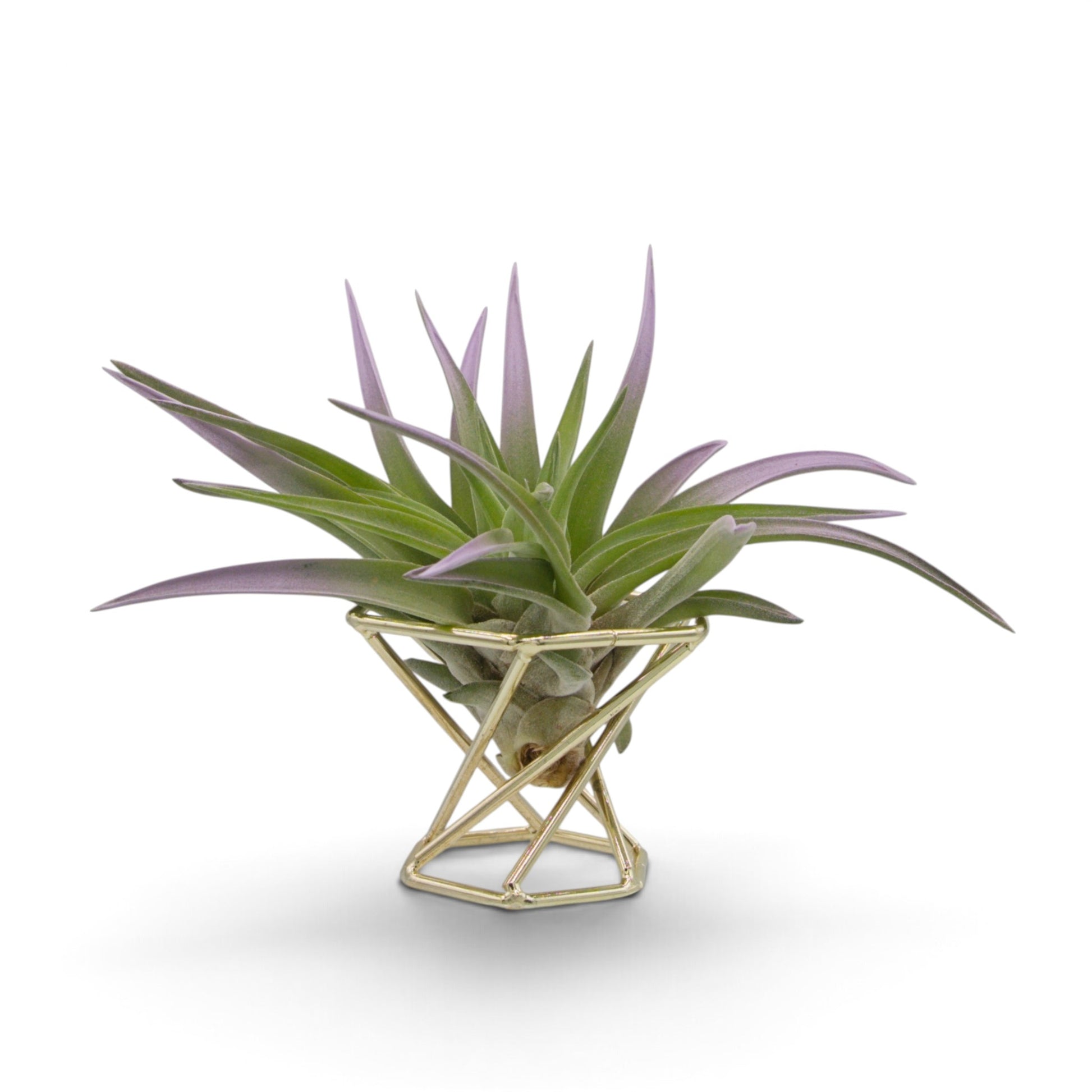 Lilac coloured air plant with velvety green leaves sitting in a geometric gold metal display