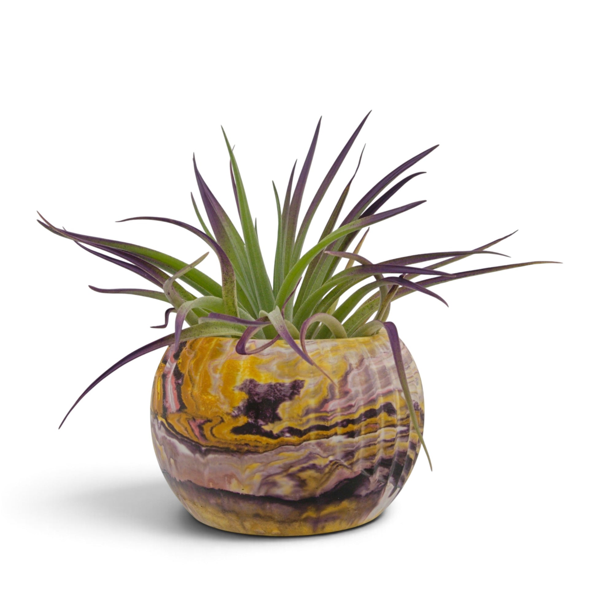 Large purple tinted velvety air plant