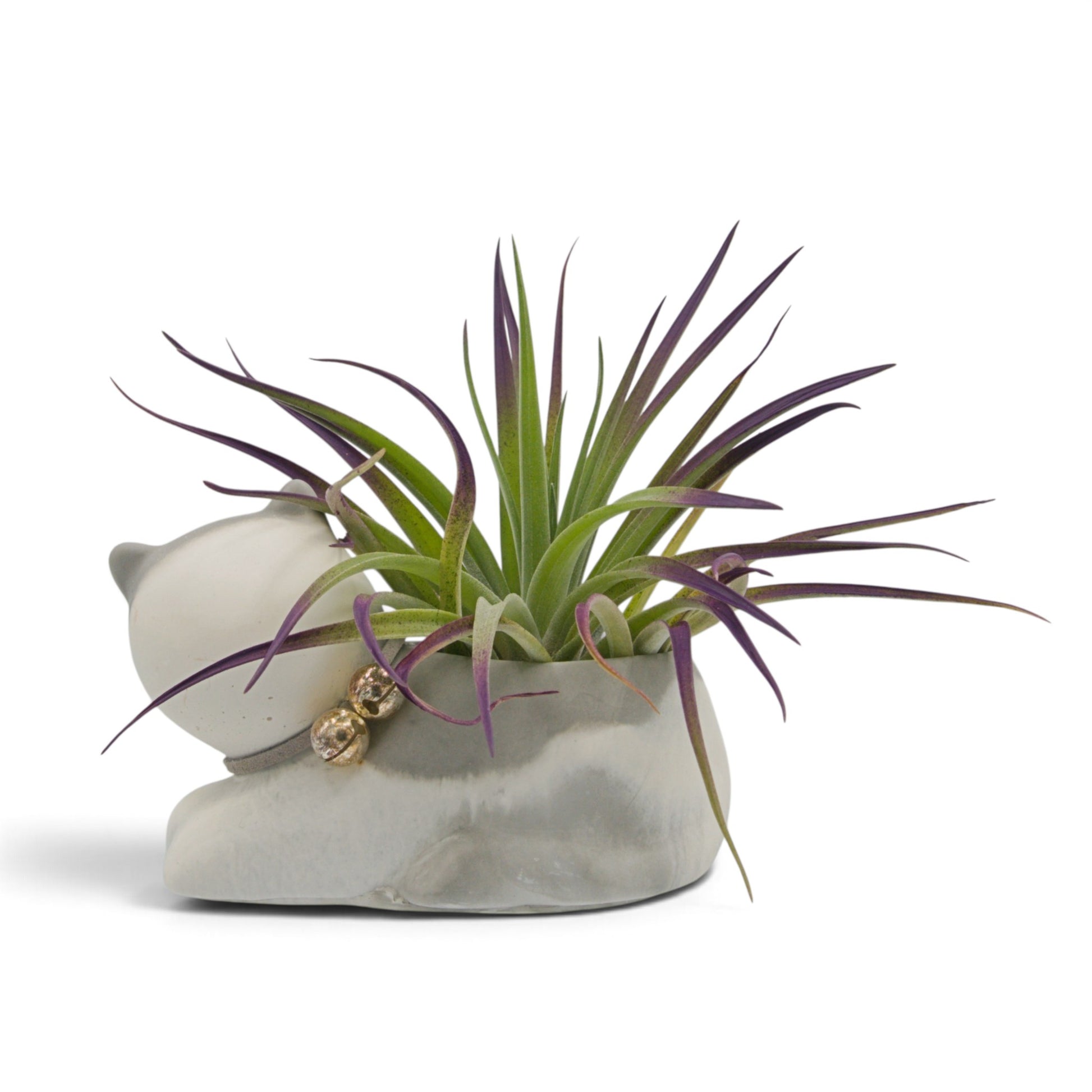 Large purple tinted velvety air plant