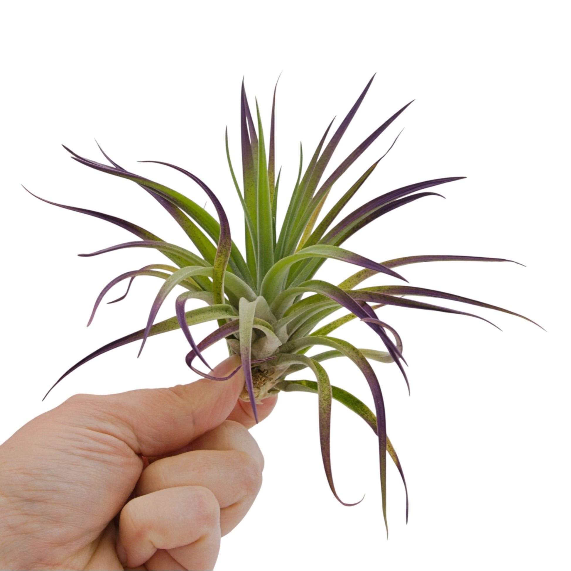 Large purple tinted velvety air plant