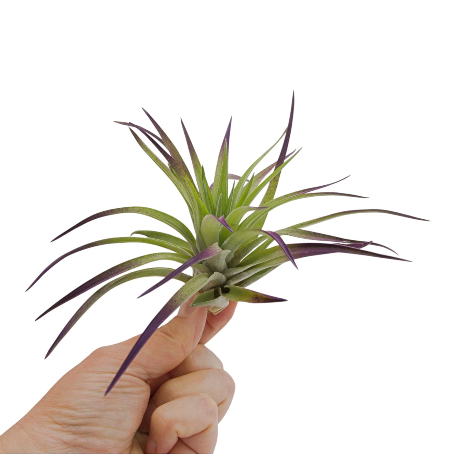 Large purple tinted velvety air plant