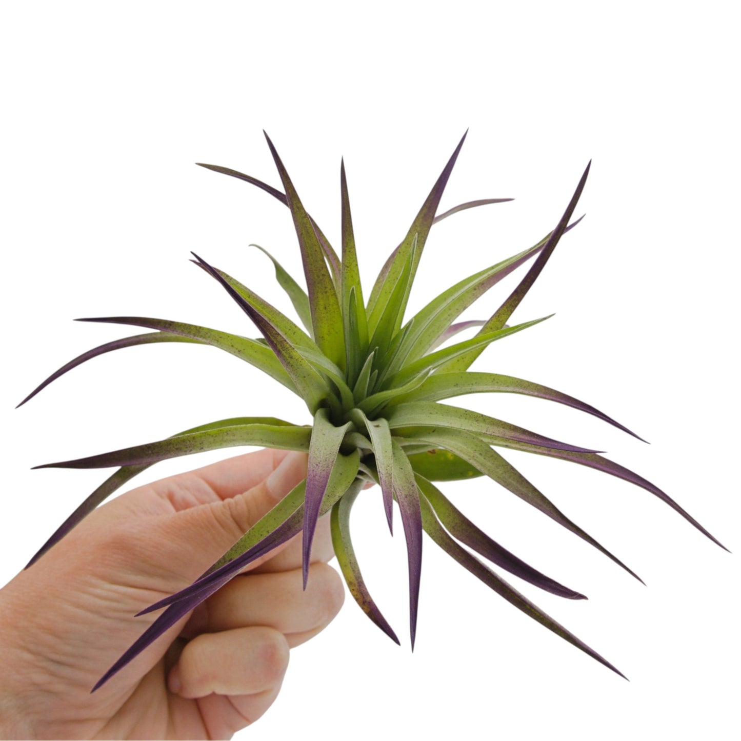 Large purple tinted velvety air plant