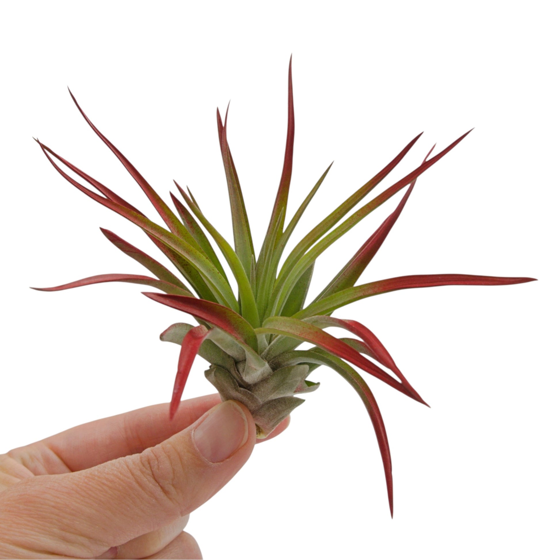 Tillandsia air plant called Velutina with soft fuzzy leaves.  The tips of the leaves have been painted a non-toxic red dye.