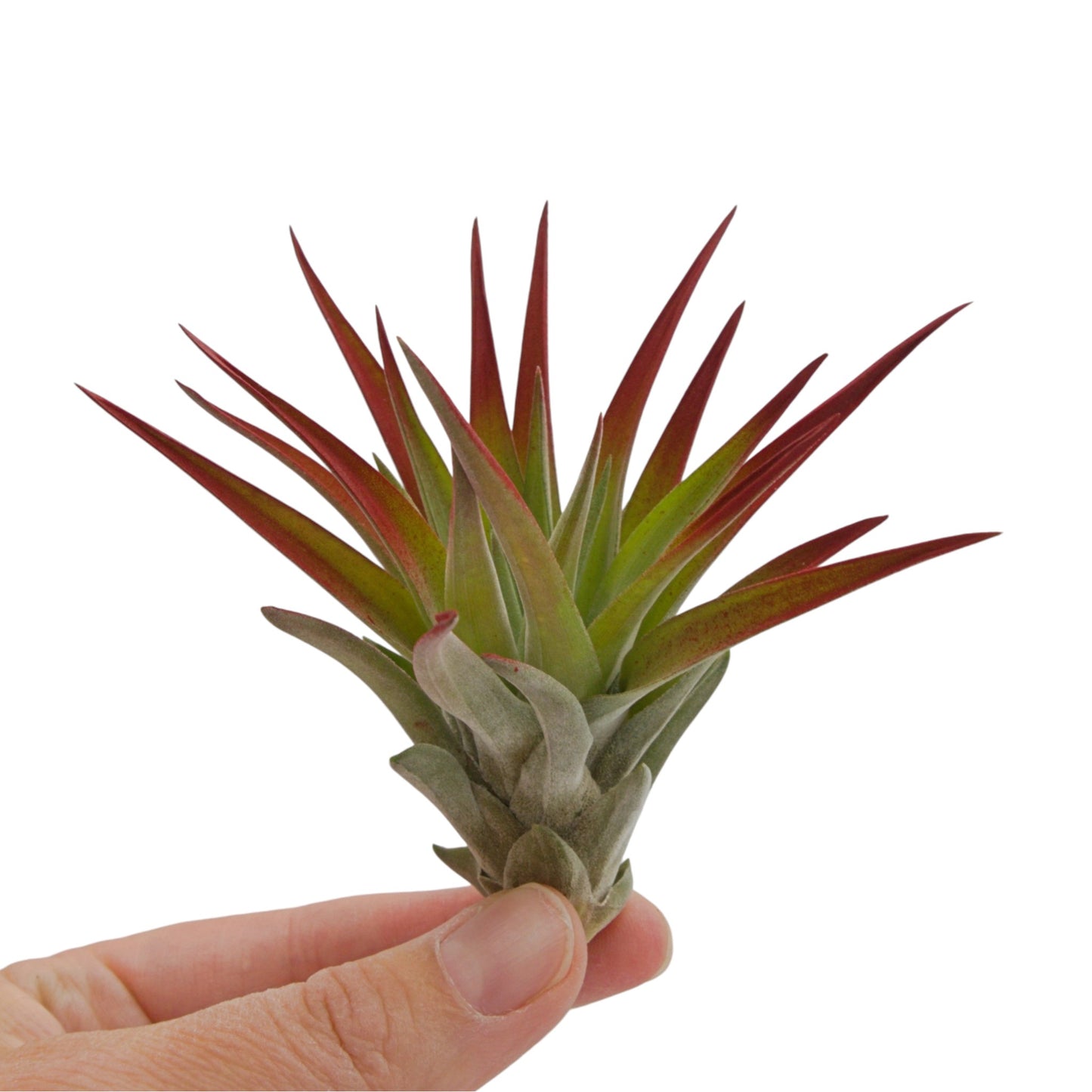 Tillandsia air plant called Velutina with soft fuzzy leaves.  The tips of the leaves have been painted a non-toxic red dye.