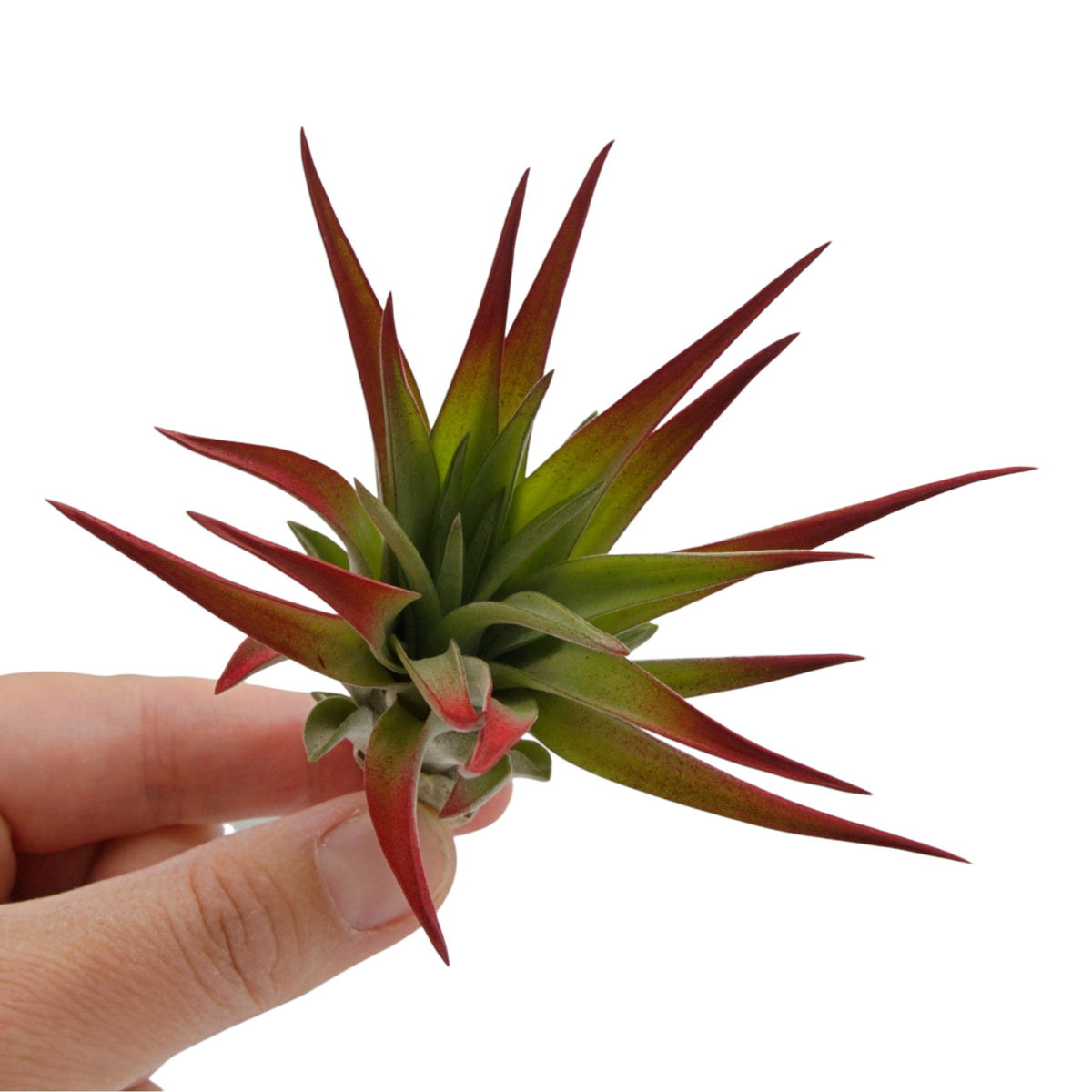 Tillandsia air plant called Velutina with soft fuzzy leaves.  The tips of the leaves have been painted a non-toxic red dye.