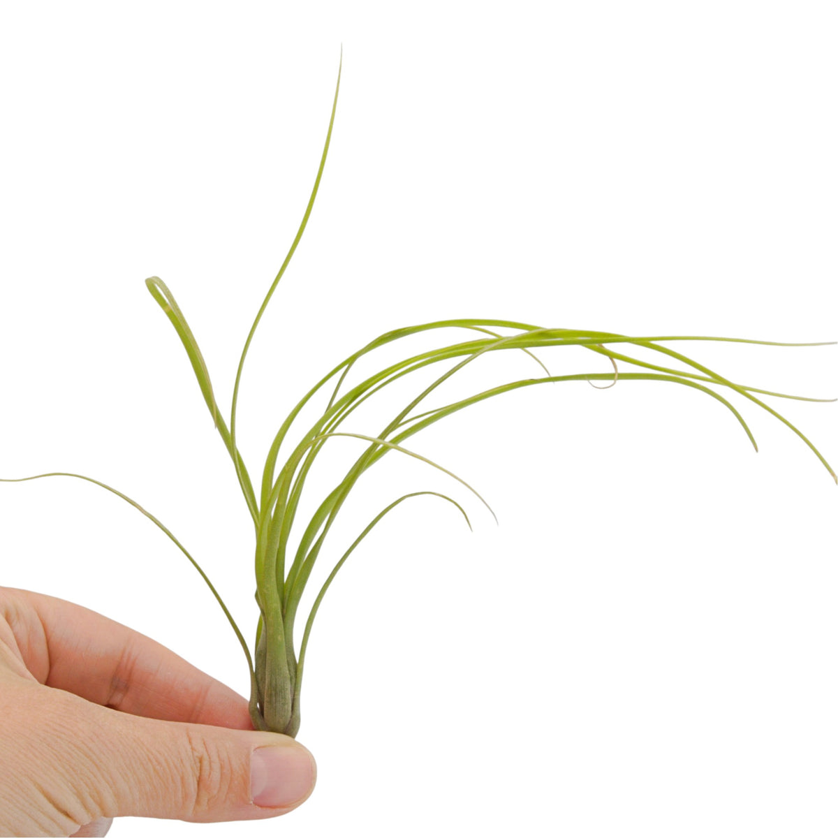 Tillandsia Balbisiana