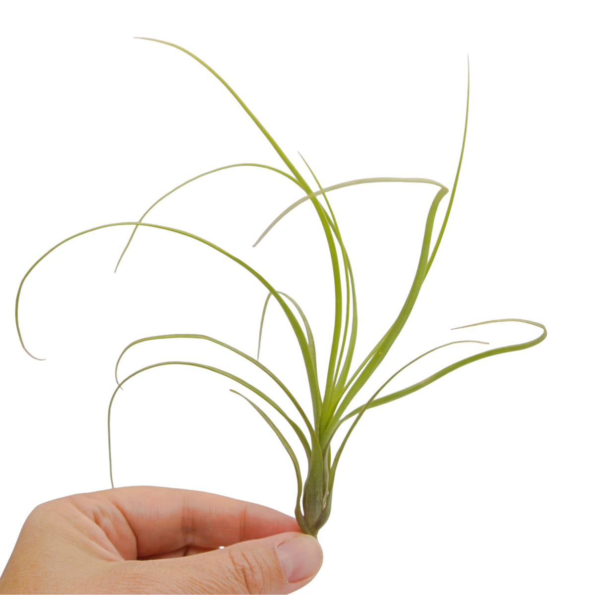 Tillandsia Balbisiana