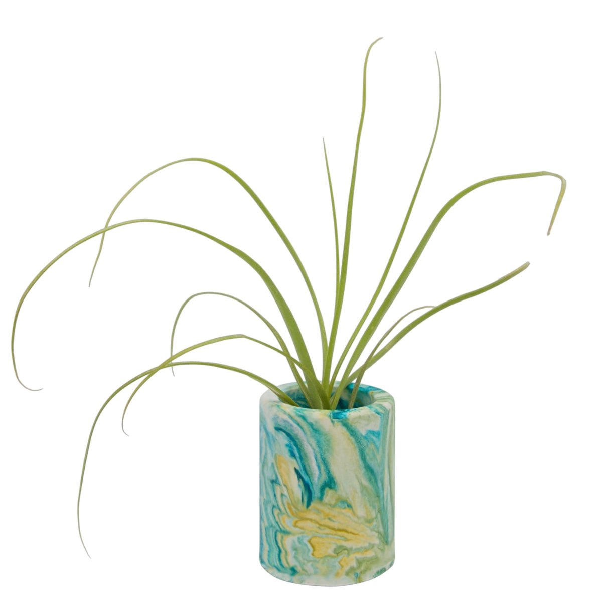 Tillandsia Balbisiana