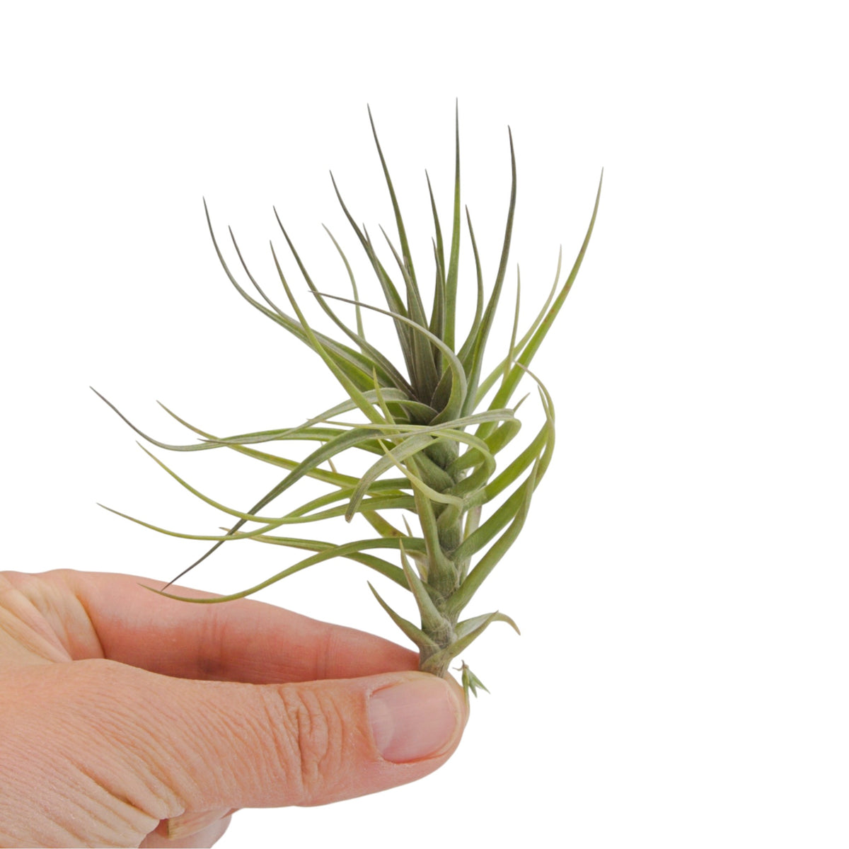 Tillandsia Bergeri