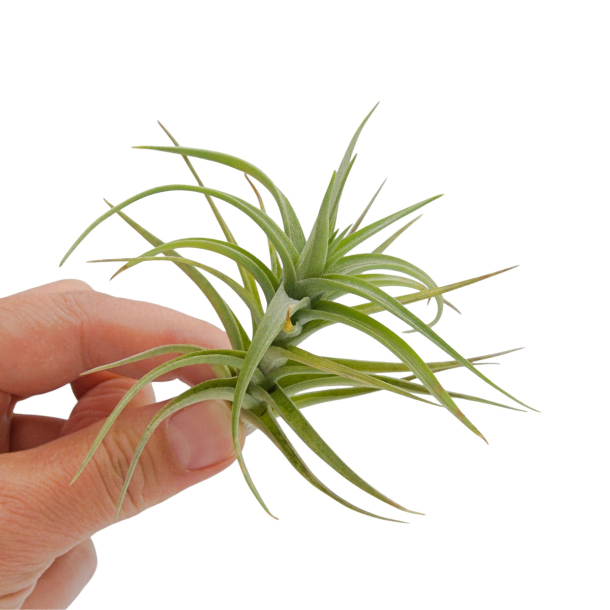 Tillandsia Bergeri