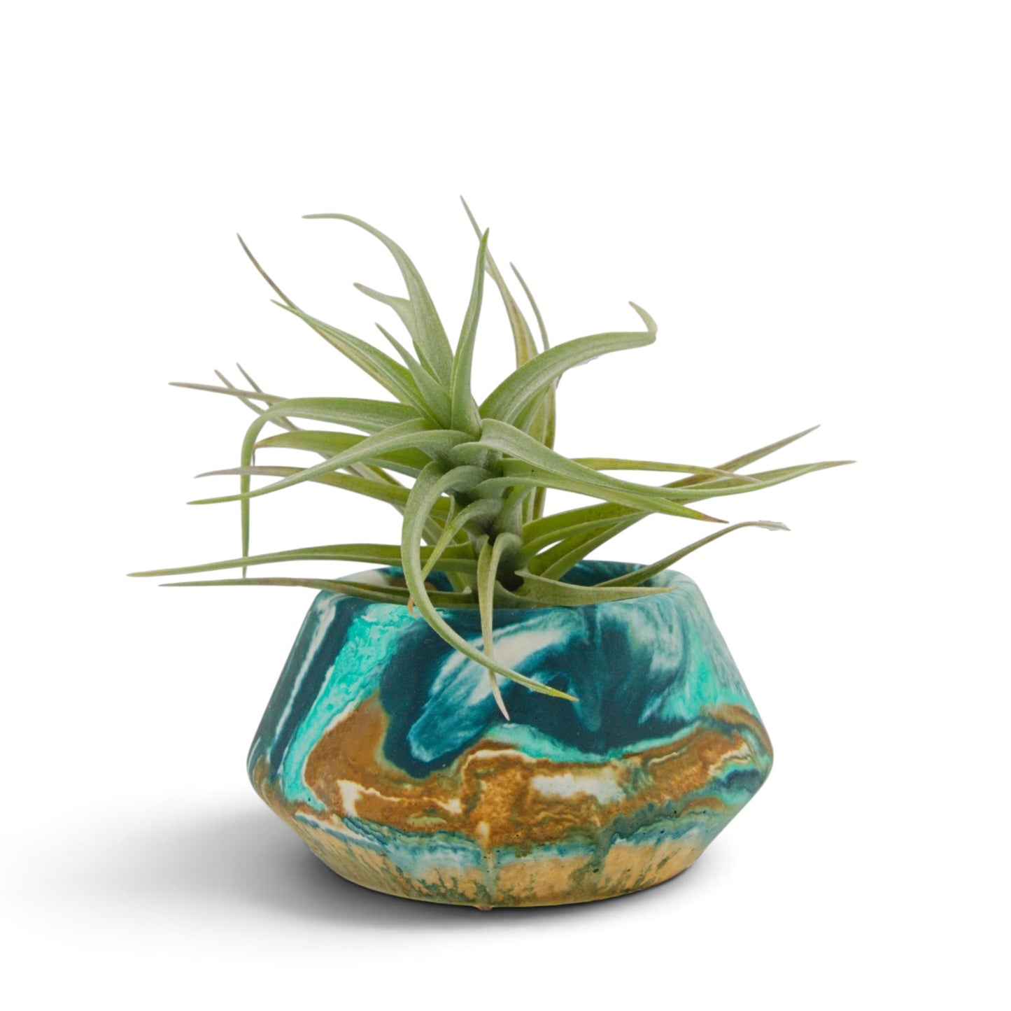 Tillandsia Bergeri