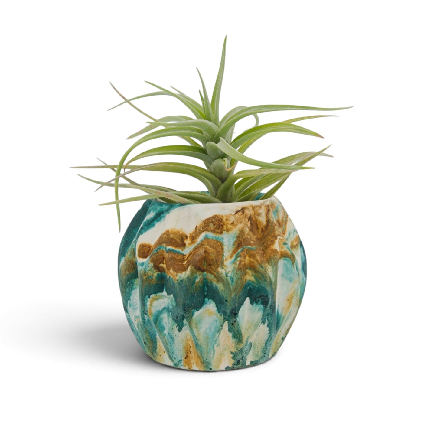 Tillandsia Bergeri