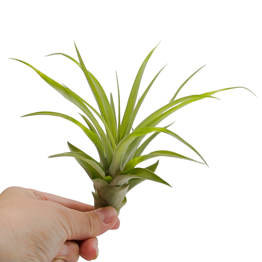 Air plant Capitata Peach large