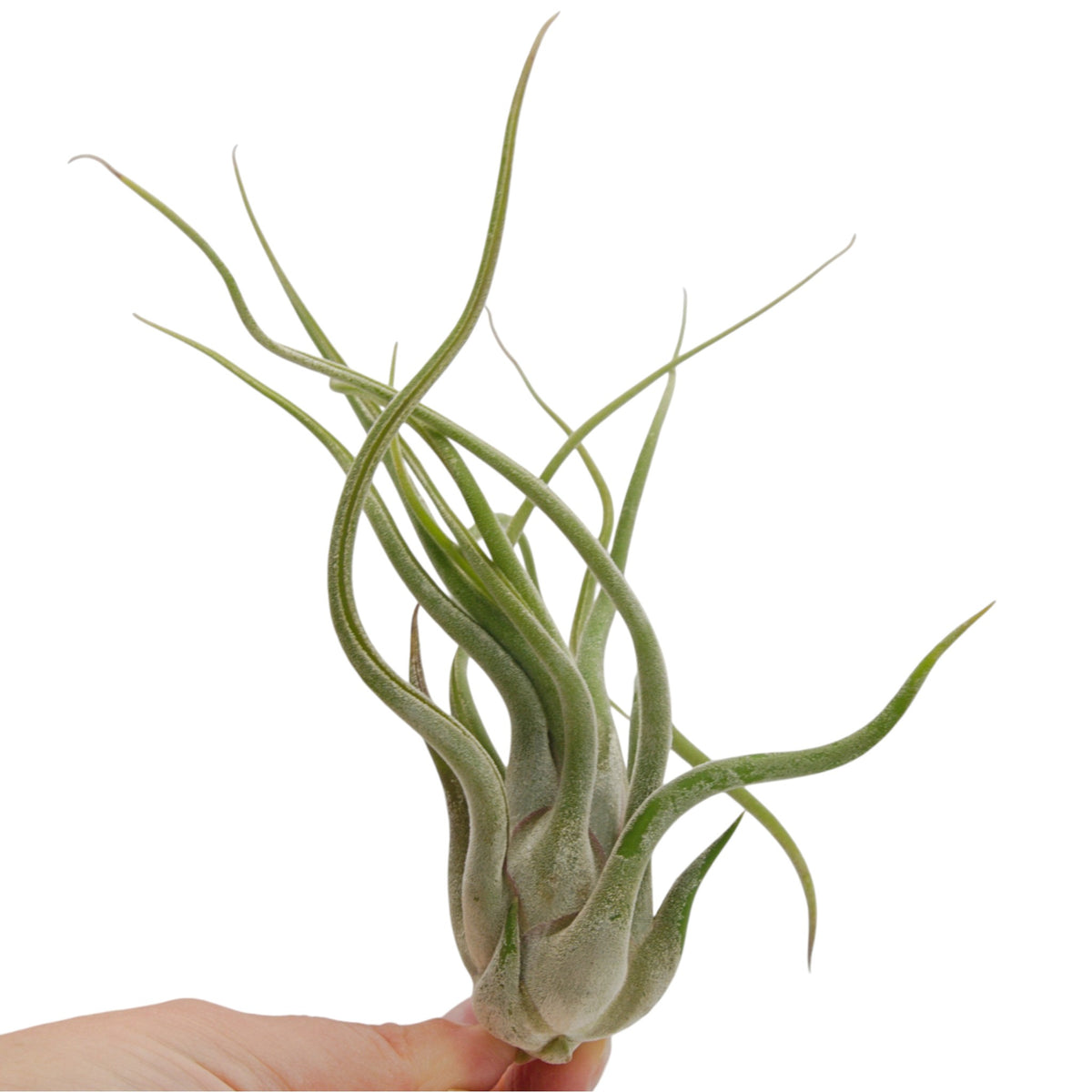 Air plant caput medusae with thick layer of fuzzy white trichomes, thick wavy leaves