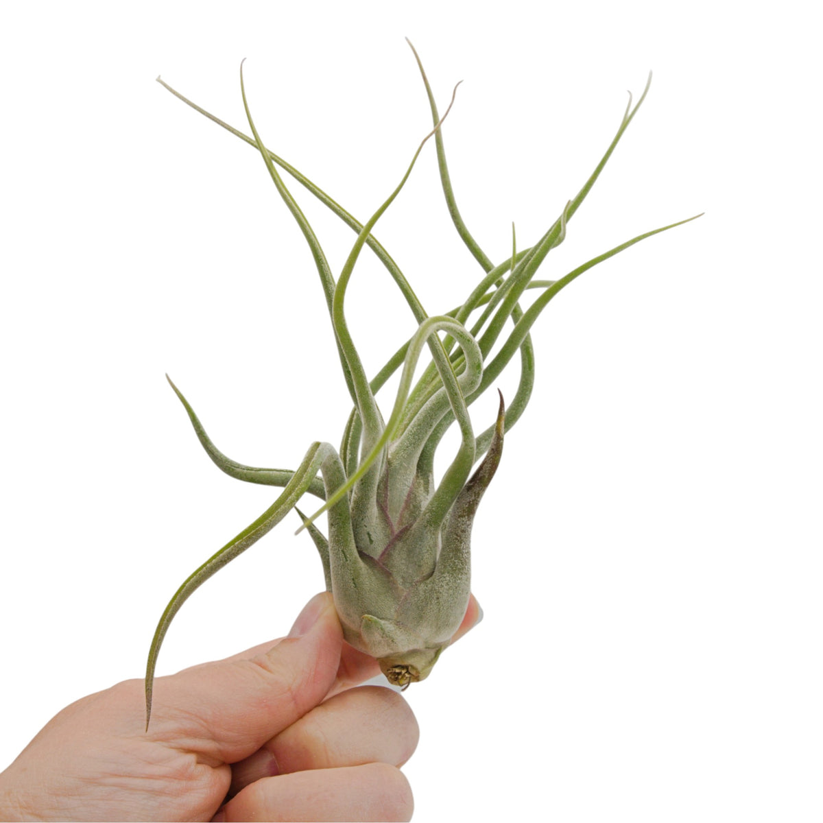 Air plant caput medusae with thick layer of fuzzy white trichomes, thick wavy leaves
