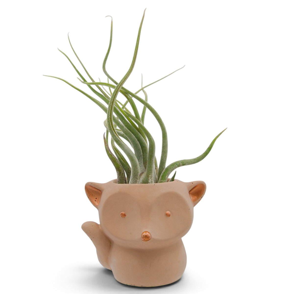 Air plant caput medusae with thick layer of fuzzy white trichomes, thick wavy leaves in a handmade peach coloured fox pot