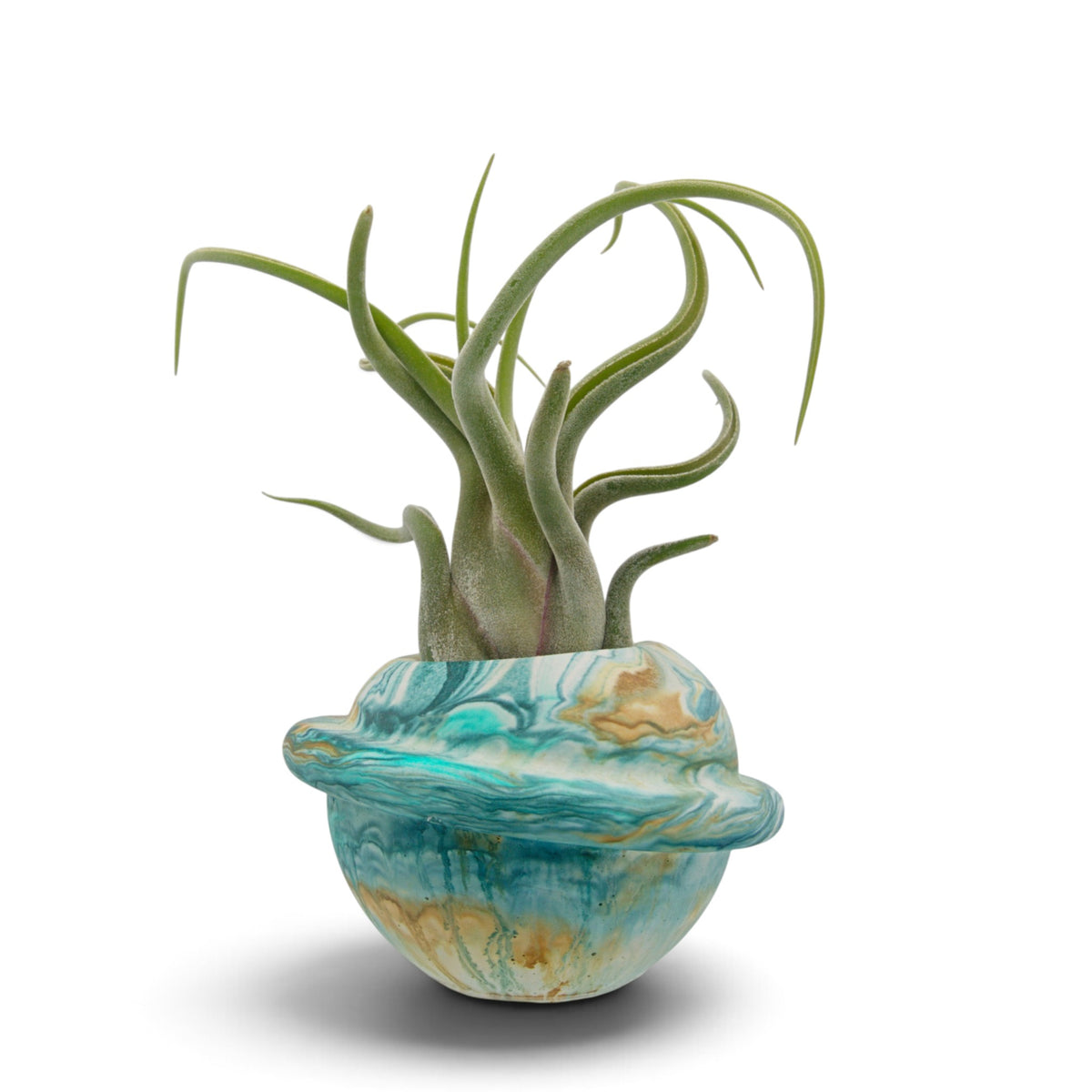 Air plant caput medusae with thick layer of fuzzy white trichomes, thick wavy leaves in a teal and yellow handmade saturn pot