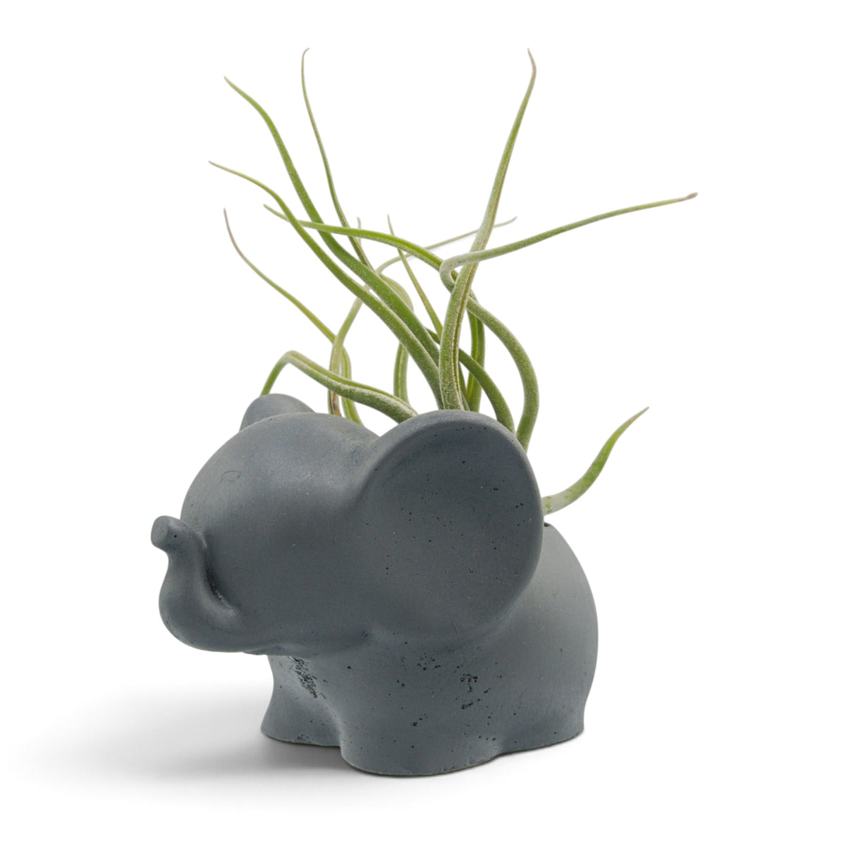 Air plant caput medusae with thick layer of fuzzy white trichomes, thick wavy leaves in a handmade dark grey elephant pot