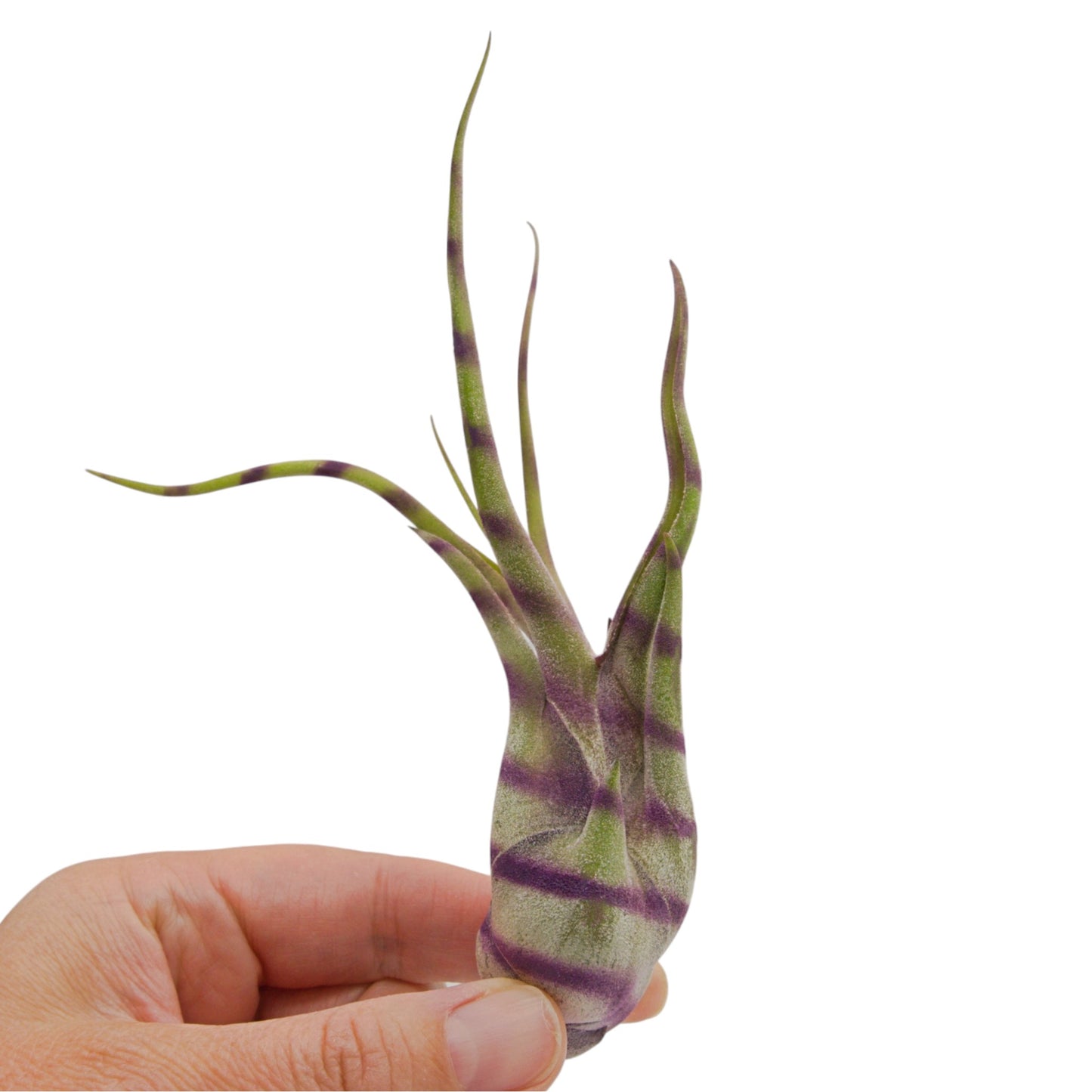 A tillandsia air plant called Caput Medusae that has been painted with purple diagonal stripes
