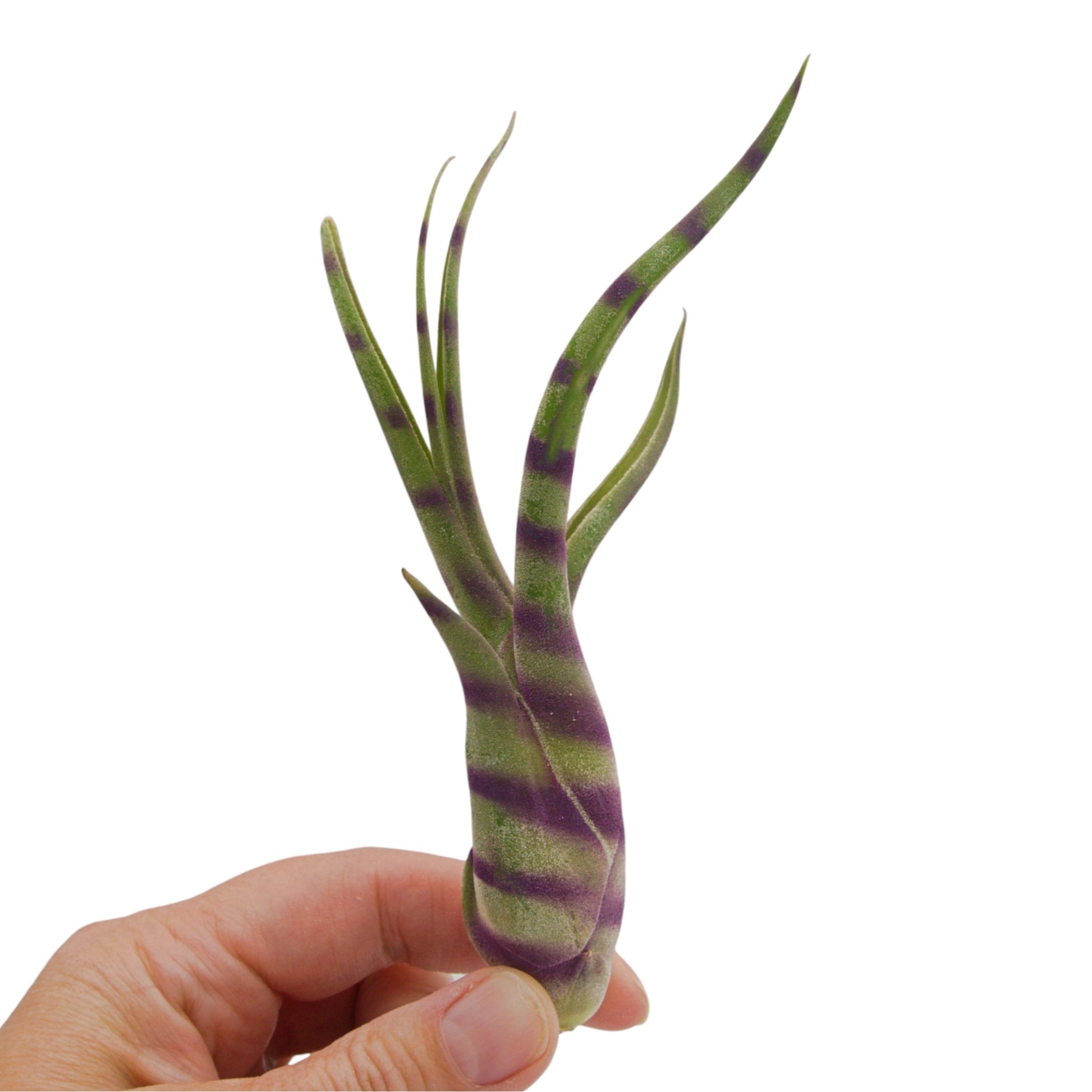 A tillandsia air plant called Caput Medusae that has been painted with purple diagonal stripes