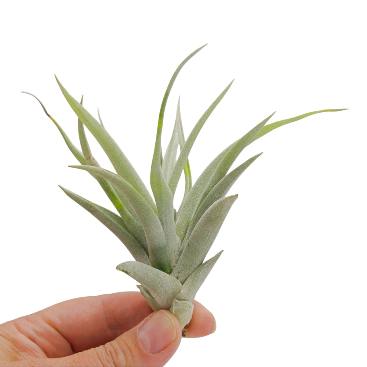 Tillandsia Harrisii