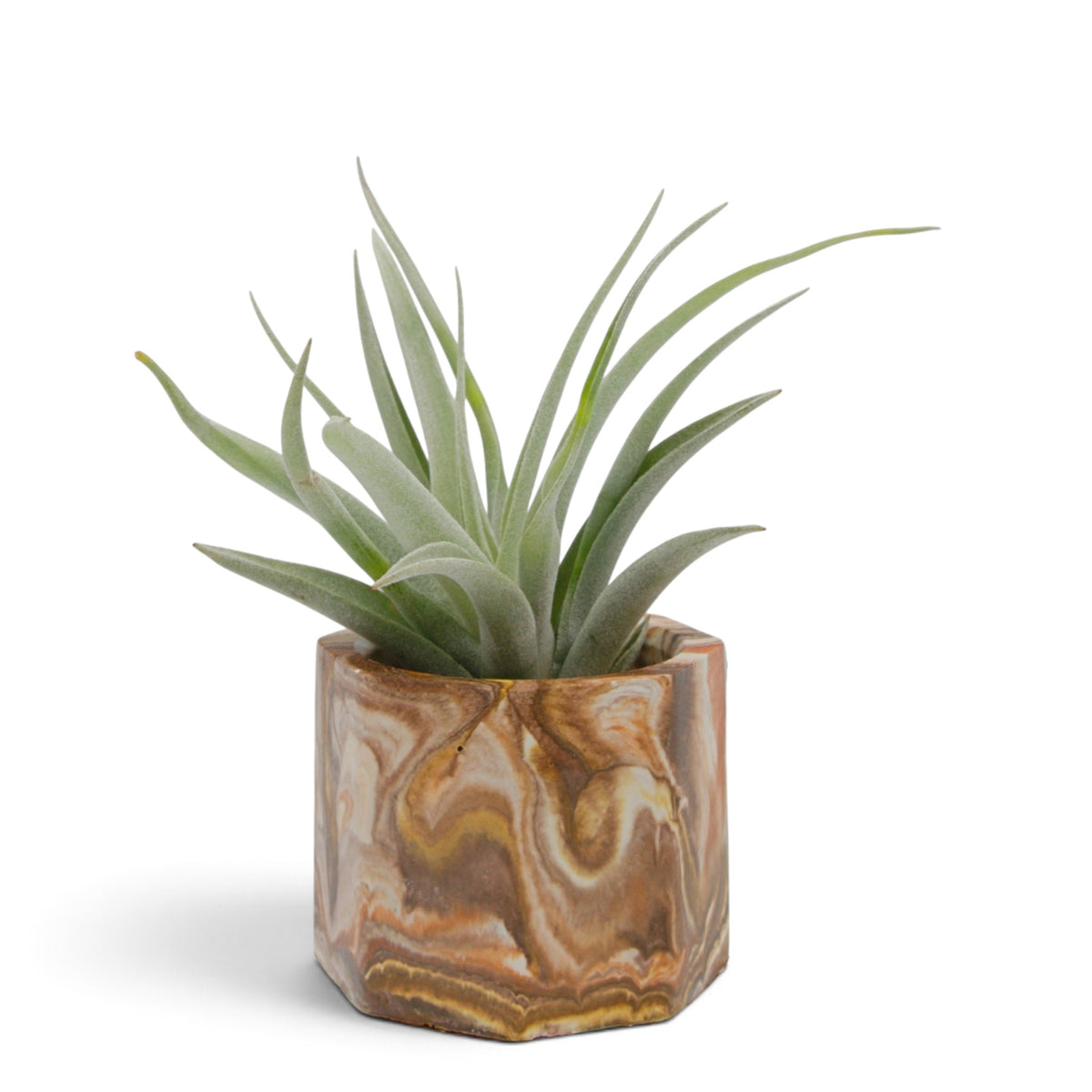 Tillandsia Harrisii