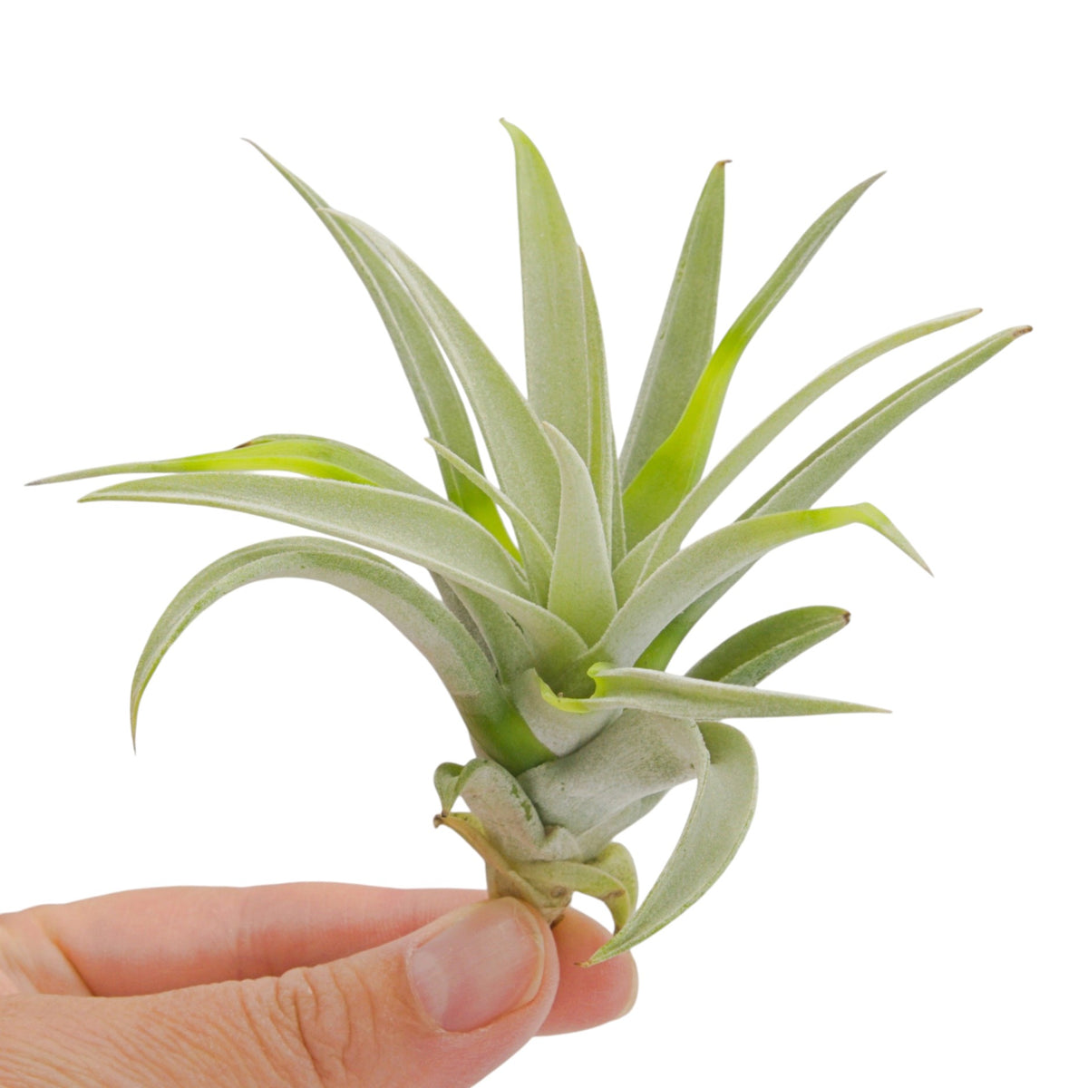 Tillandsia Harrisii